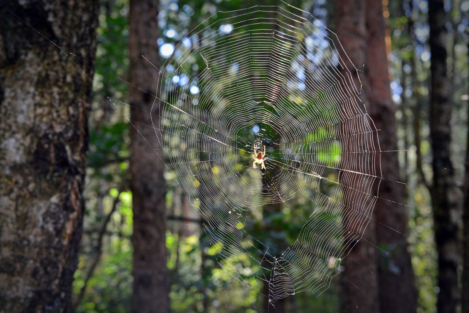 Nikon D5200 sample photo. Web, spider, cobweb photography