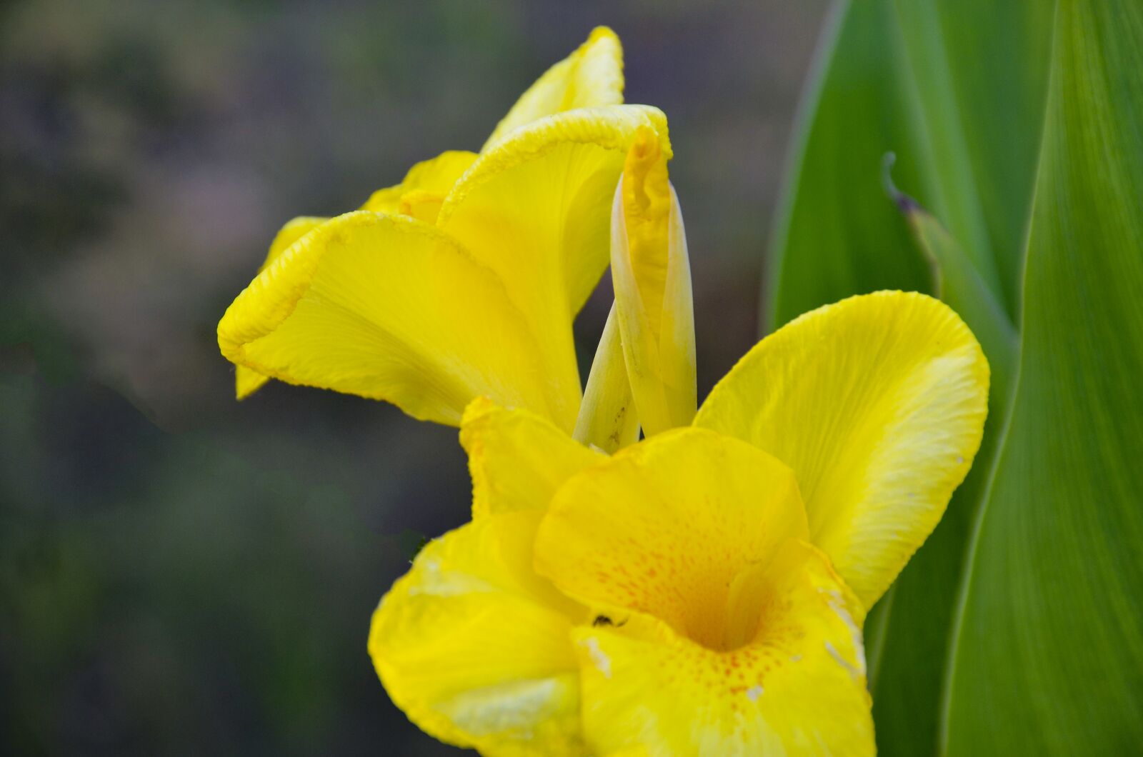 Nikon D7000 sample photo. Yellow flower, close up photography