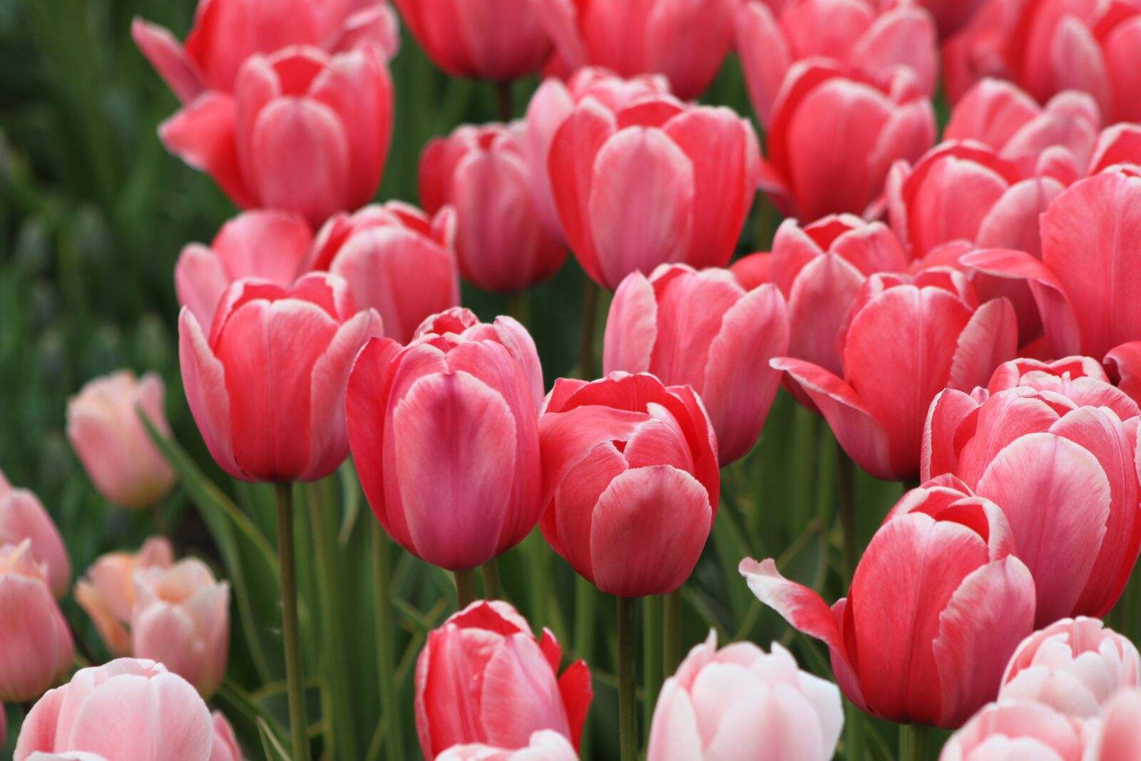 Canon EOS 500D (EOS Rebel T1i / EOS Kiss X3) sample photo. Tulip, nature, flower photography