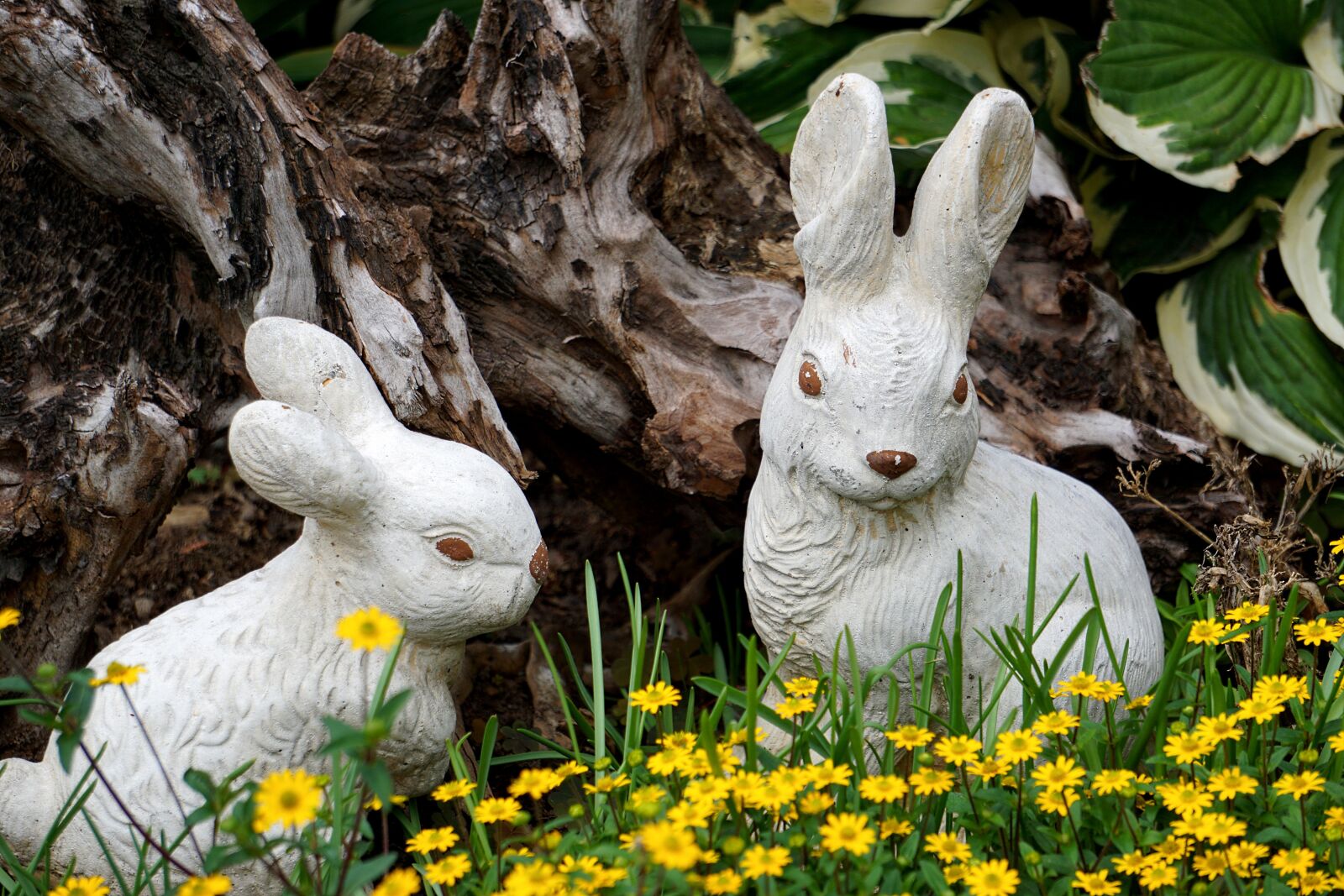 Sony E 55-210mm F4.5-6.3 OSS sample photo. Easter pictures, rabbit ears photography