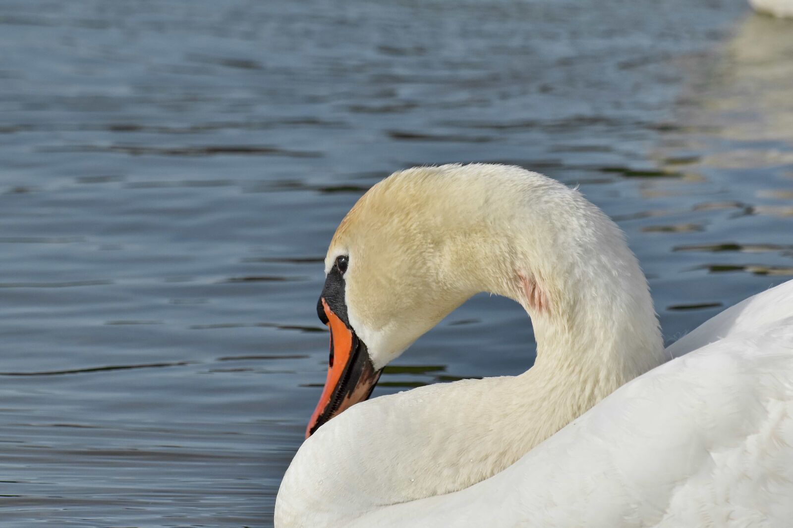 Nikon D5500 sample photo. Neck, swan, wilderness, animal photography