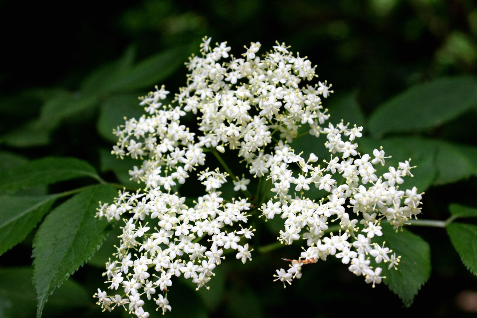 Canon EOS 600D (Rebel EOS T3i / EOS Kiss X5) sample photo. Flowers, nature, spring photography
