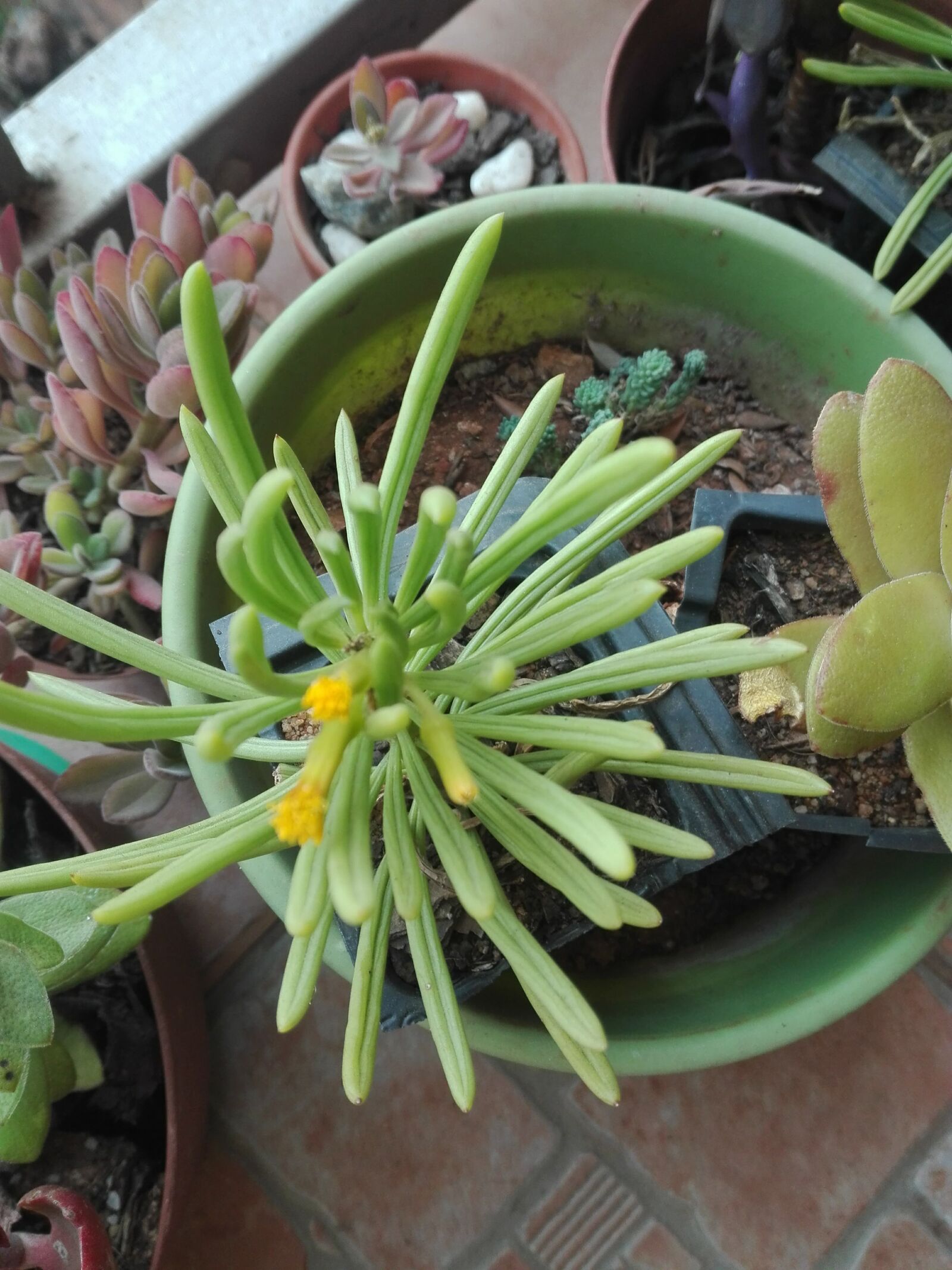 HUAWEI ALE-L21 sample photo. Succulents, plants, green photography