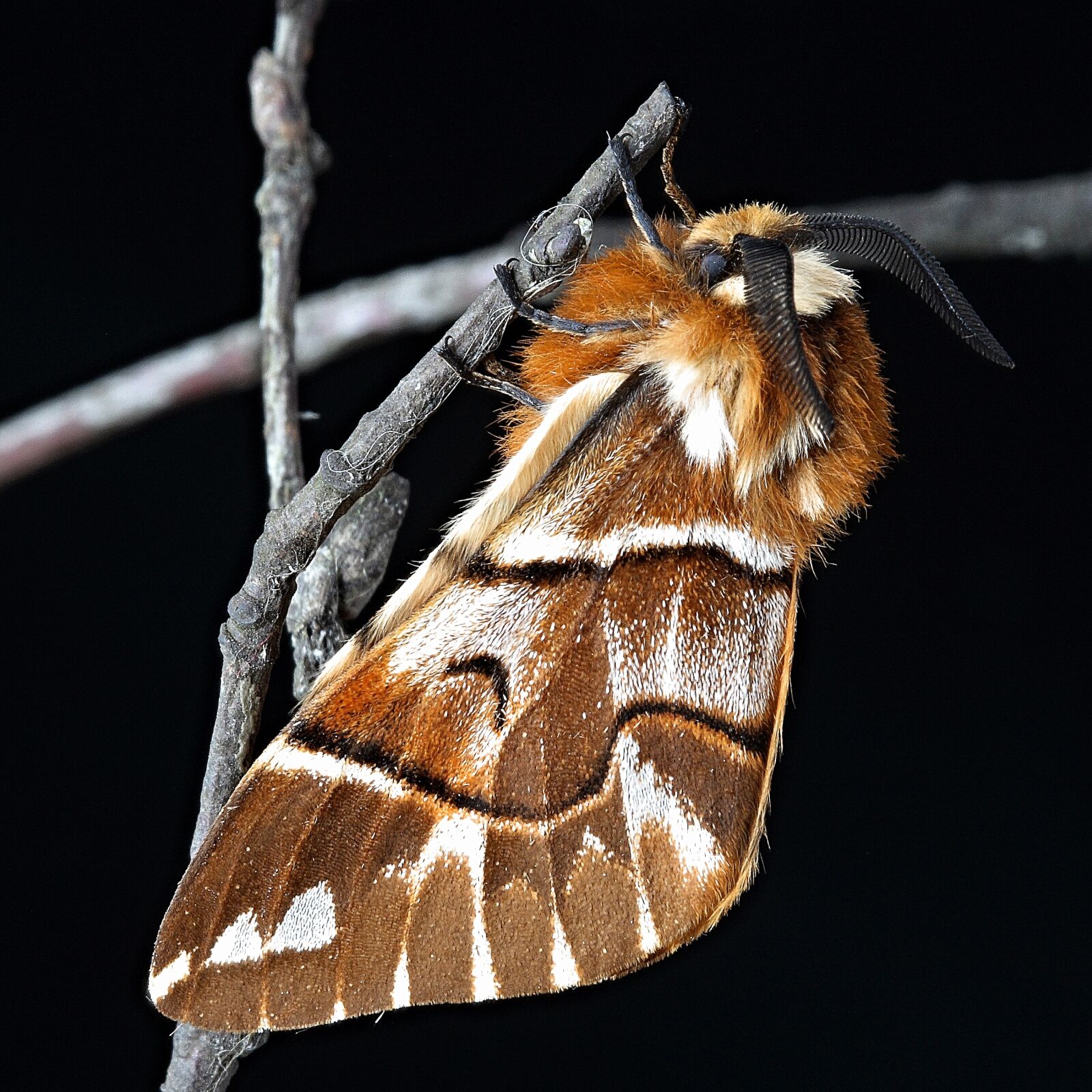 Canon EOS 400D (EOS Digital Rebel XTi / EOS Kiss Digital X) sample photo. Moth, macro, insect photography