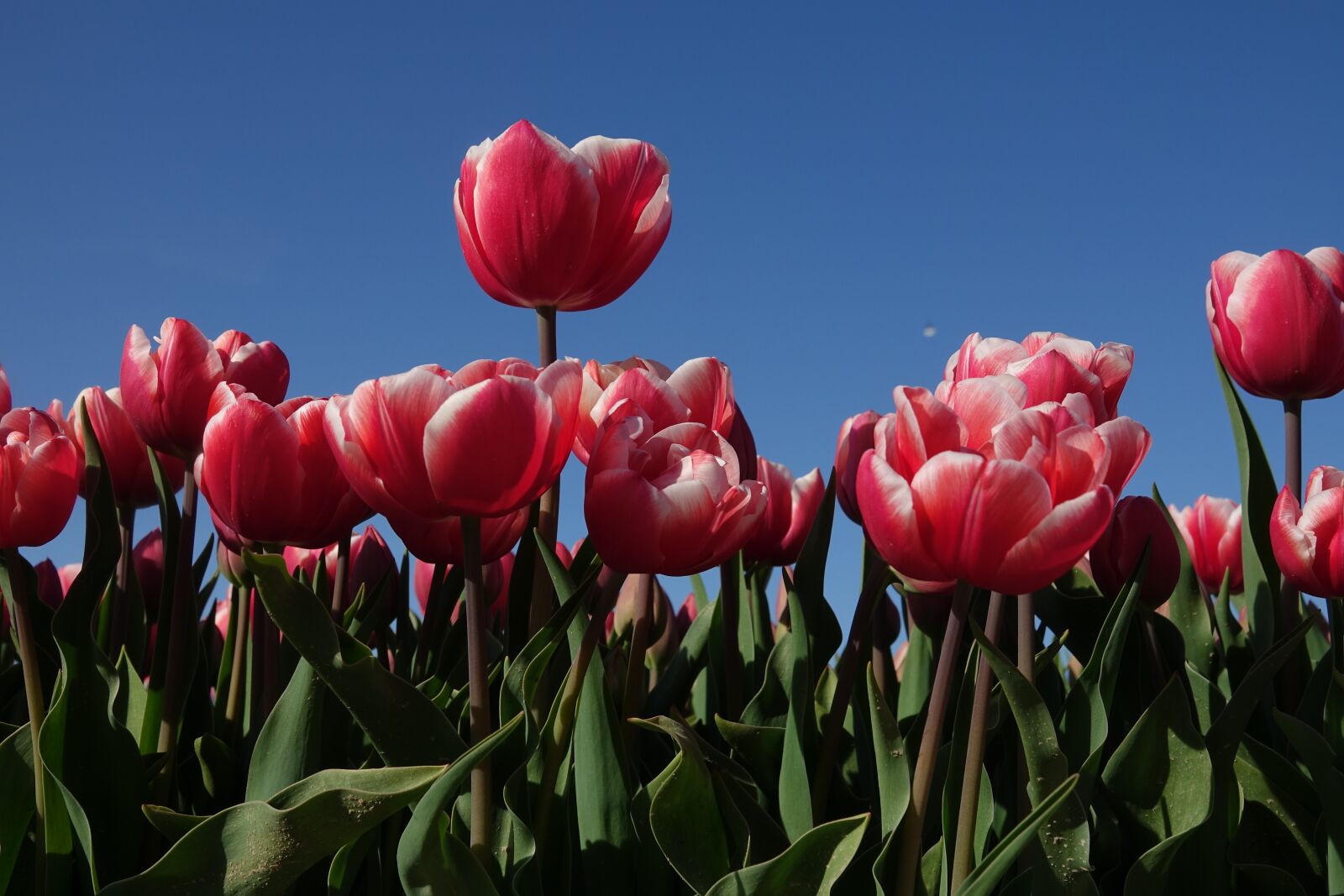 Sony Cyber-shot DSC-RX10 III sample photo. Tulip, tulip fields, holland photography