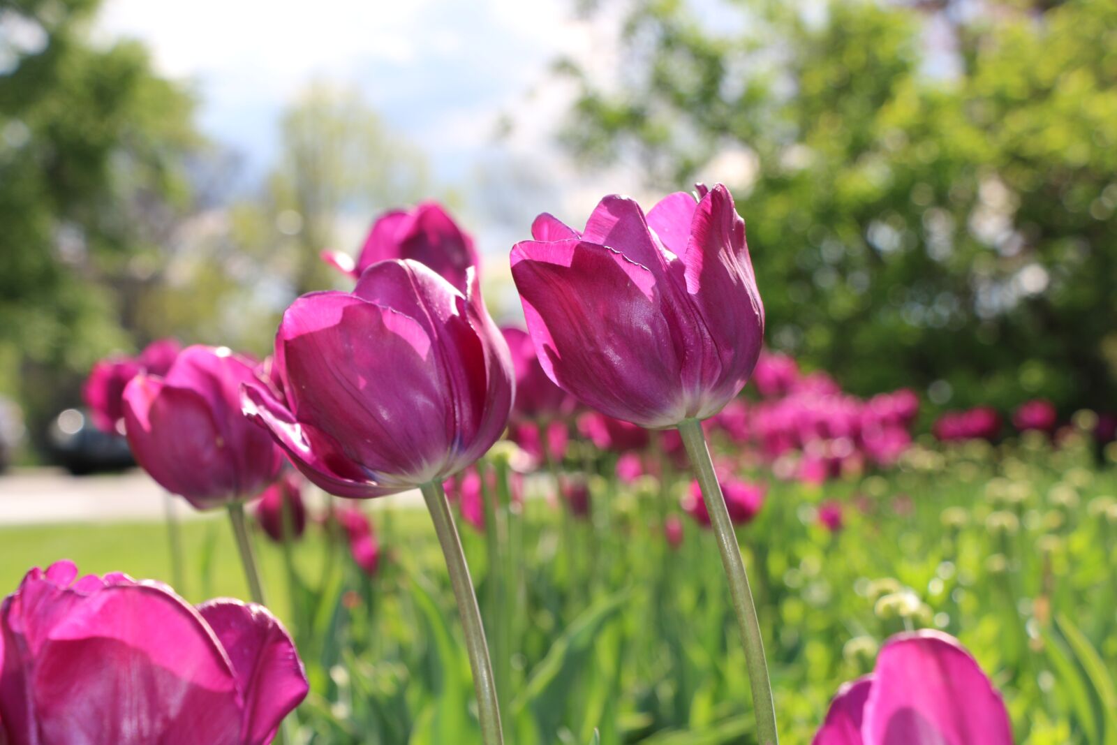 Canon EOS 70D sample photo. Tulip, sun filled, colorful photography