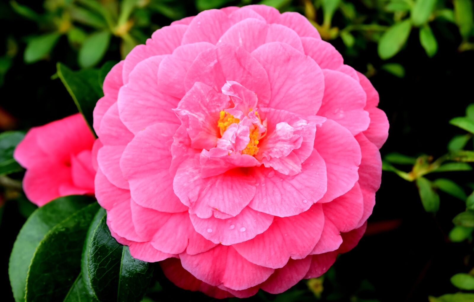 Nikon D7200 sample photo. Flower, pink, blossom photography