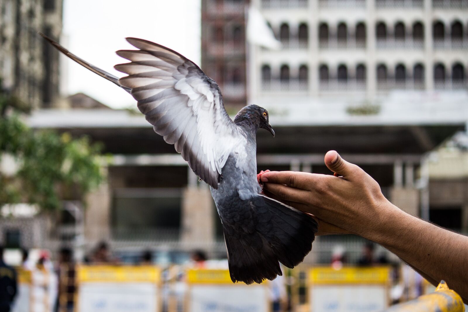 Canon EF-S 55-250mm F4-5.6 IS II sample photo. Pigeon, bird, flying photography