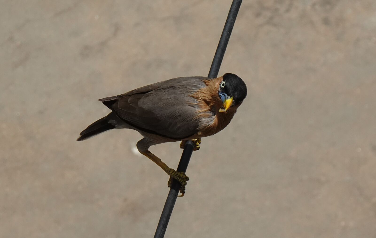 Sony DSC-WX800 sample photo. Bird, aves, brahminy myna photography