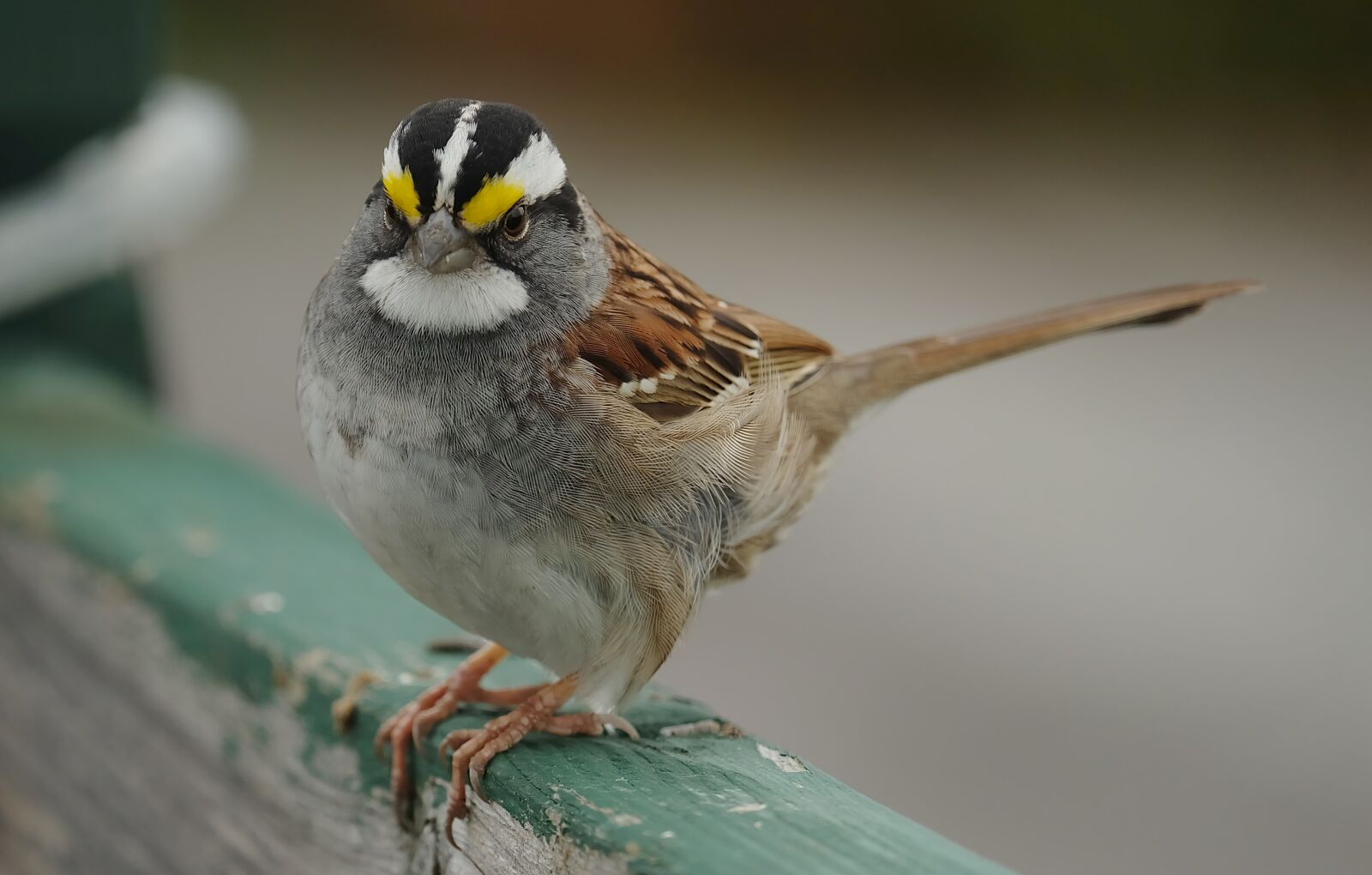 Fujifilm X-A1 sample photo. Sparrow, bird, plumage photography