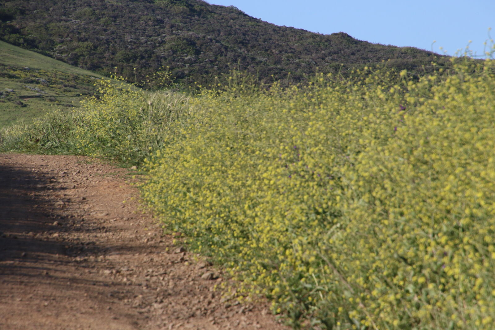 Canon EOS 7D Mark II sample photo. Blue, sky, canola, canola photography