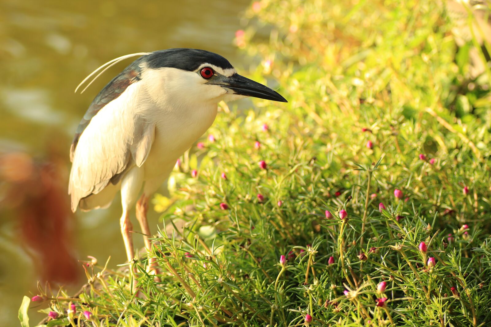 Canon EOS 550D (EOS Rebel T2i / EOS Kiss X4) sample photo. Bird, bali, heron photography