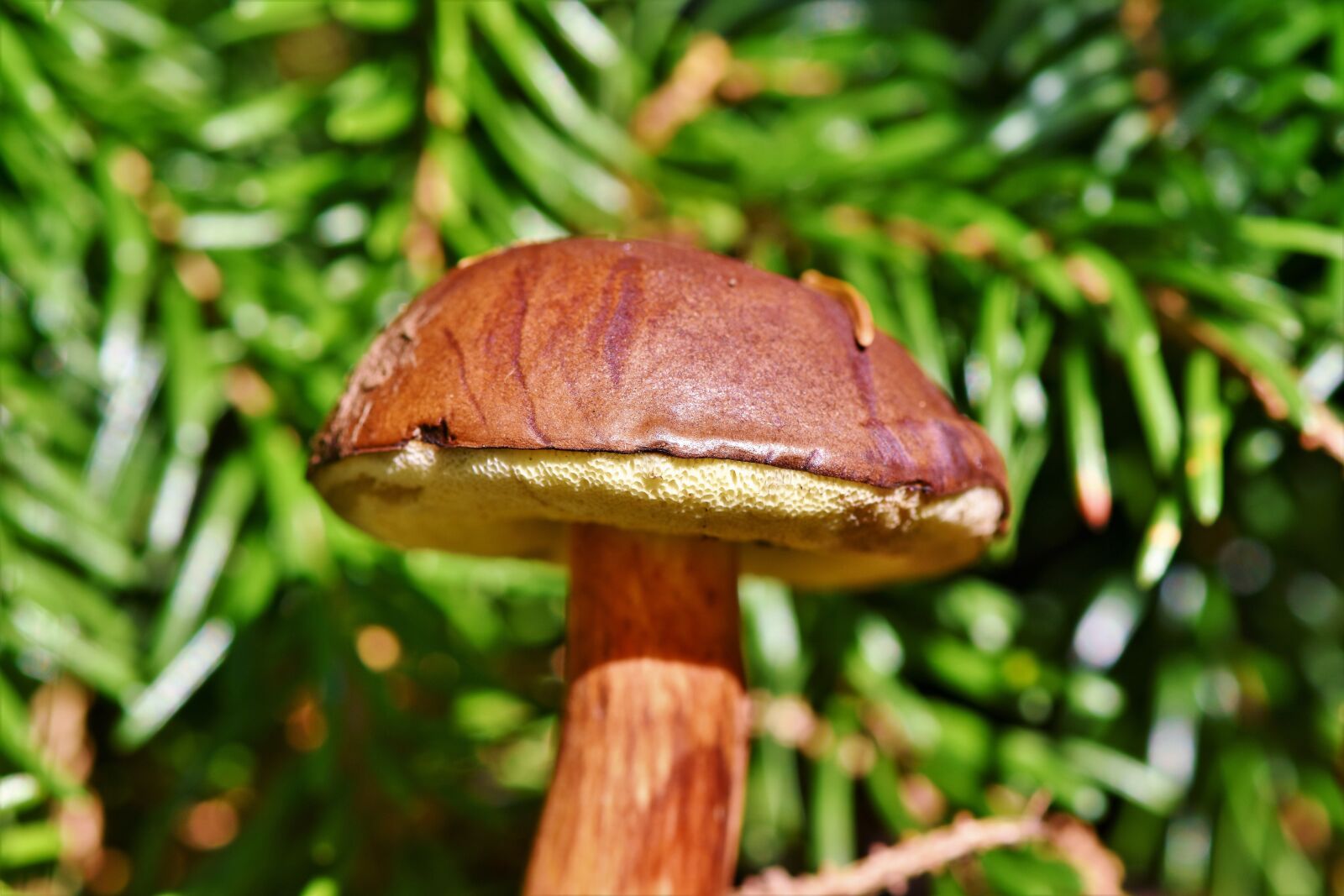 Nikon D7200 sample photo. Brown cap, mushroom, tube photography