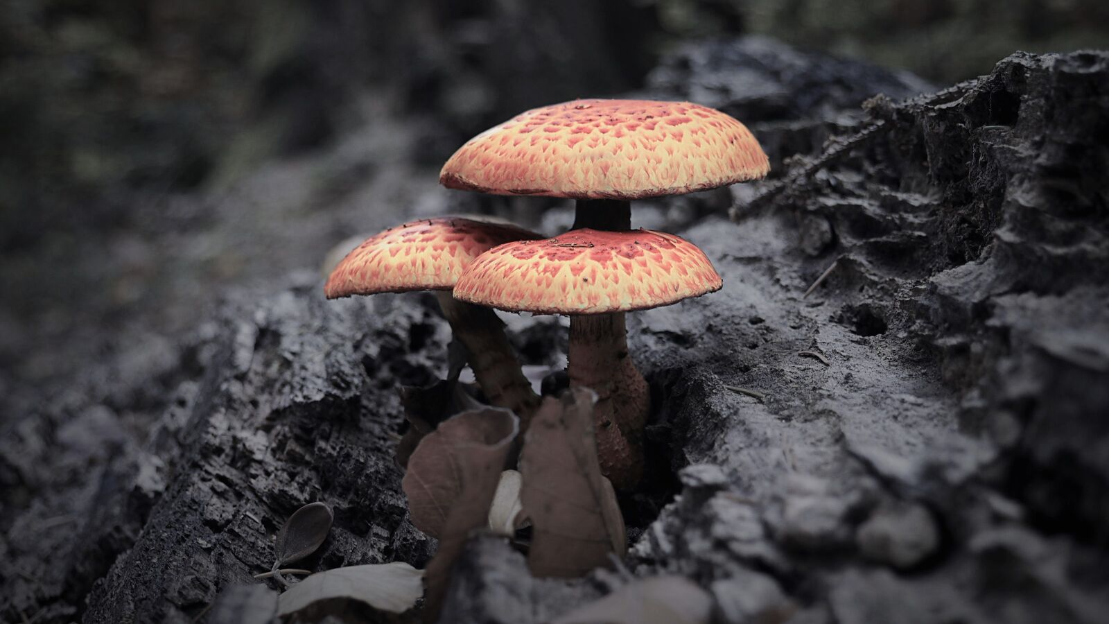 Olympus OM-D E-M10 sample photo. Autumn, mushrooms, forest photography