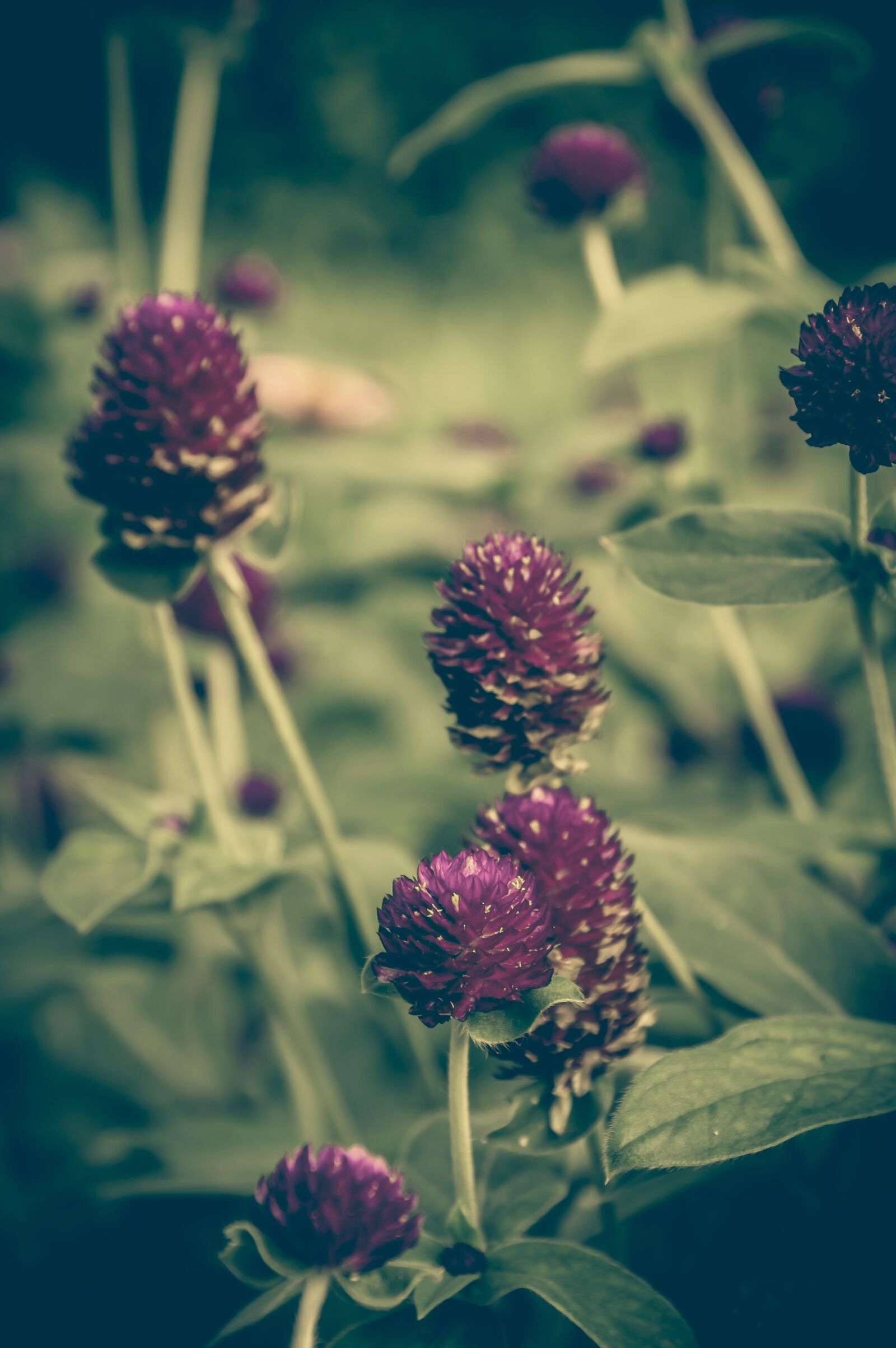 Nikon D3200 sample photo. Clover, vintage, flower photography