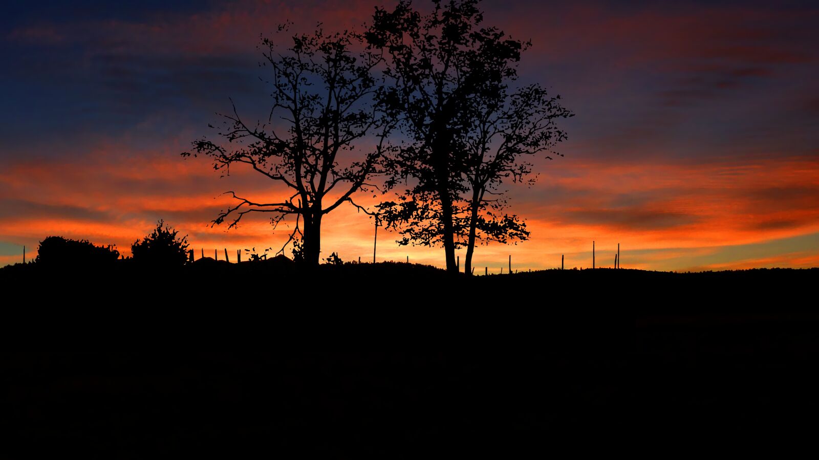Panasonic Lumix DMC-FZ200 sample photo. Sunset, trees, nature photography
