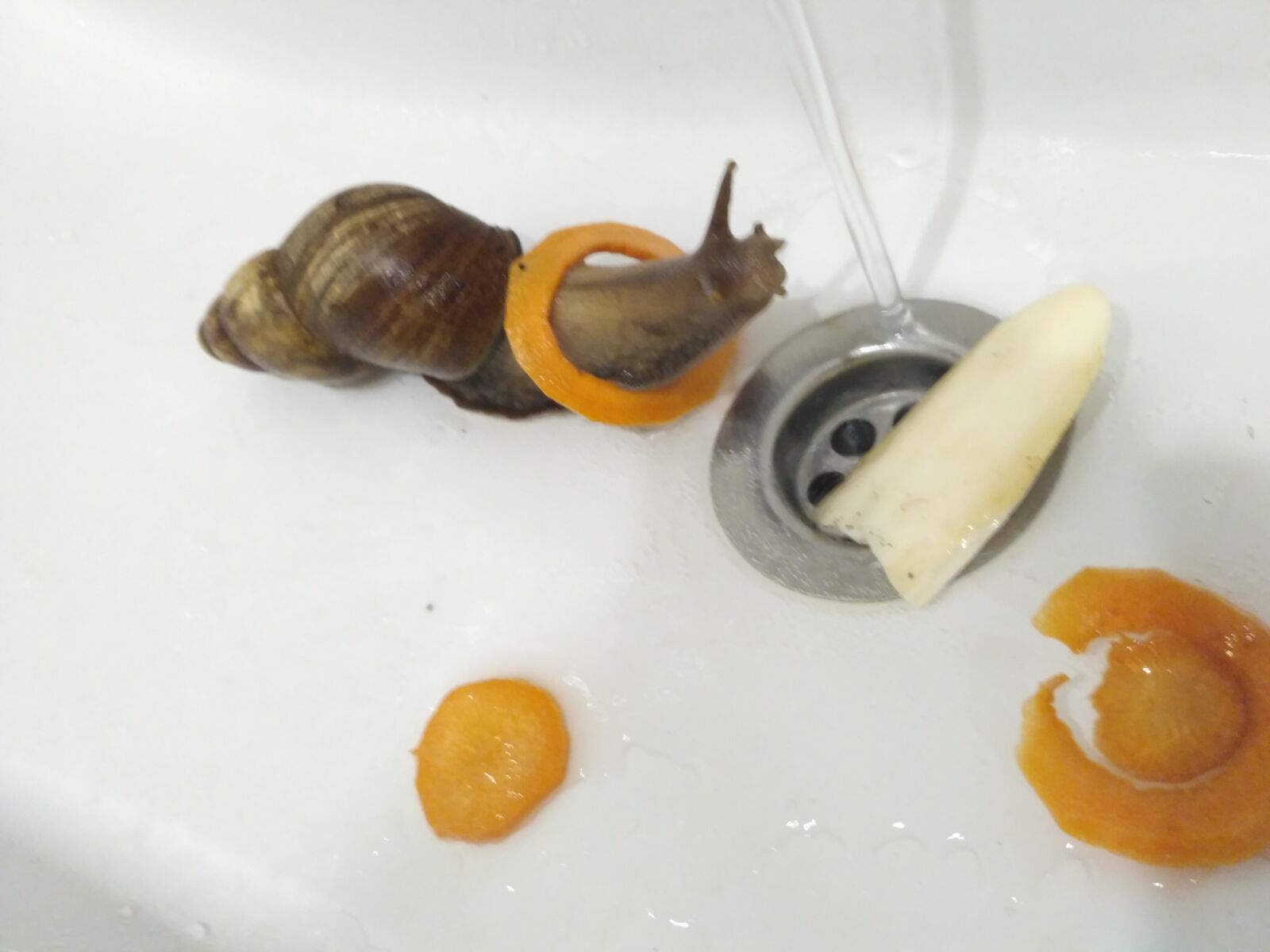 Xiaomi Redmi 3S sample photo. Funny snail, pet, snails photography