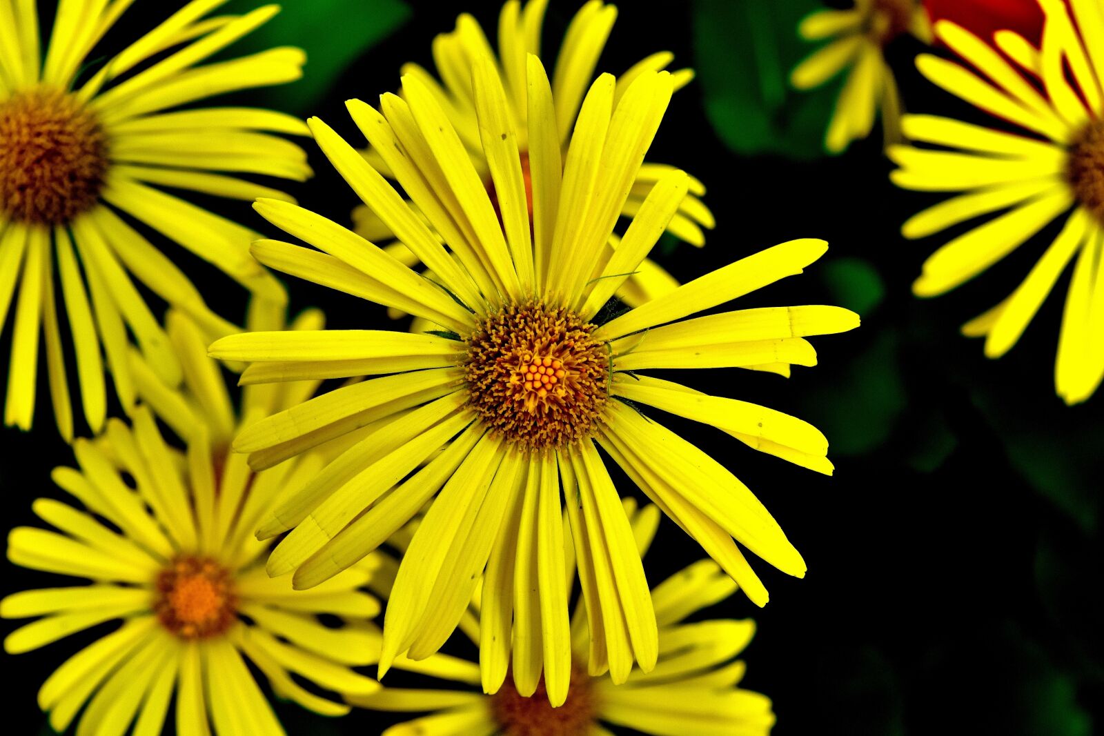 Nikon D7200 sample photo. Balkan-gemswurz, doronicum orientale, caucasus photography