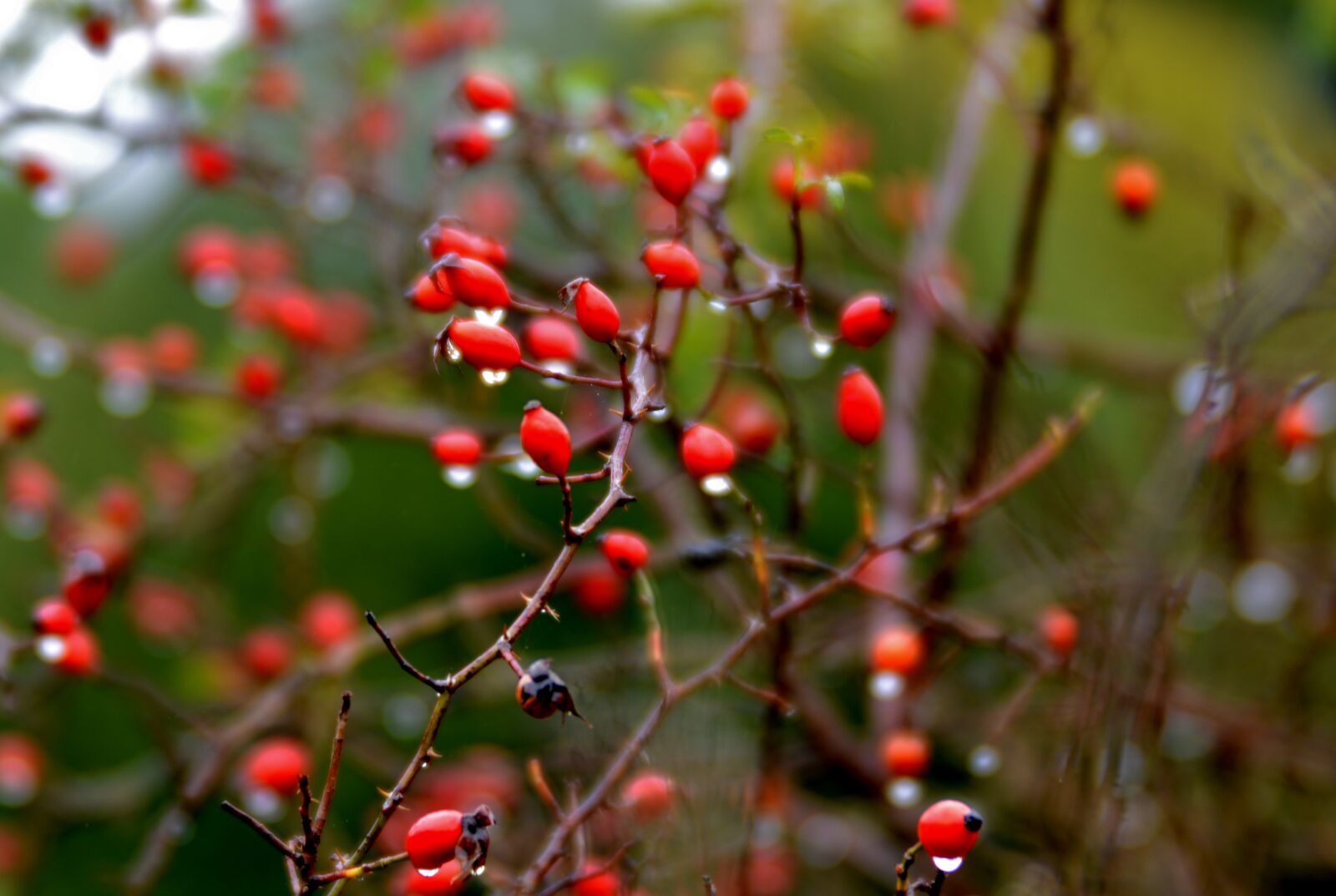 Nikon D600 sample photo. Rosehips, raindrops, bush photography