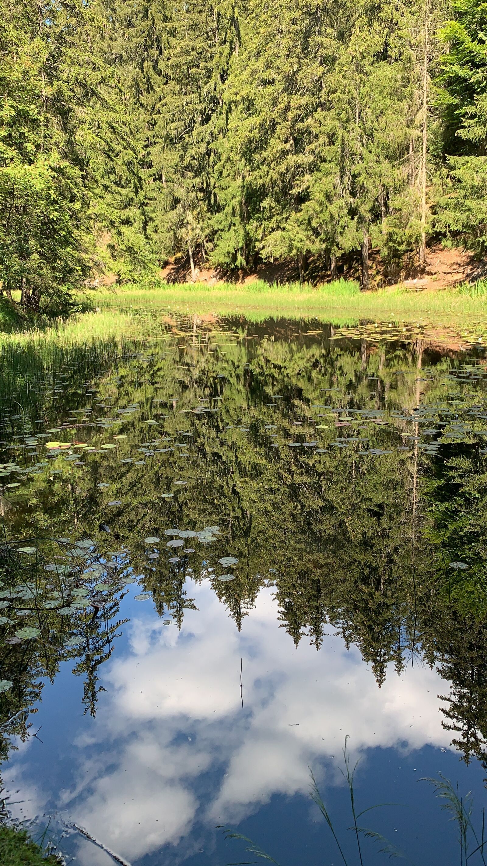 Apple iPhone XS sample photo. Lake, pond, nature photography
