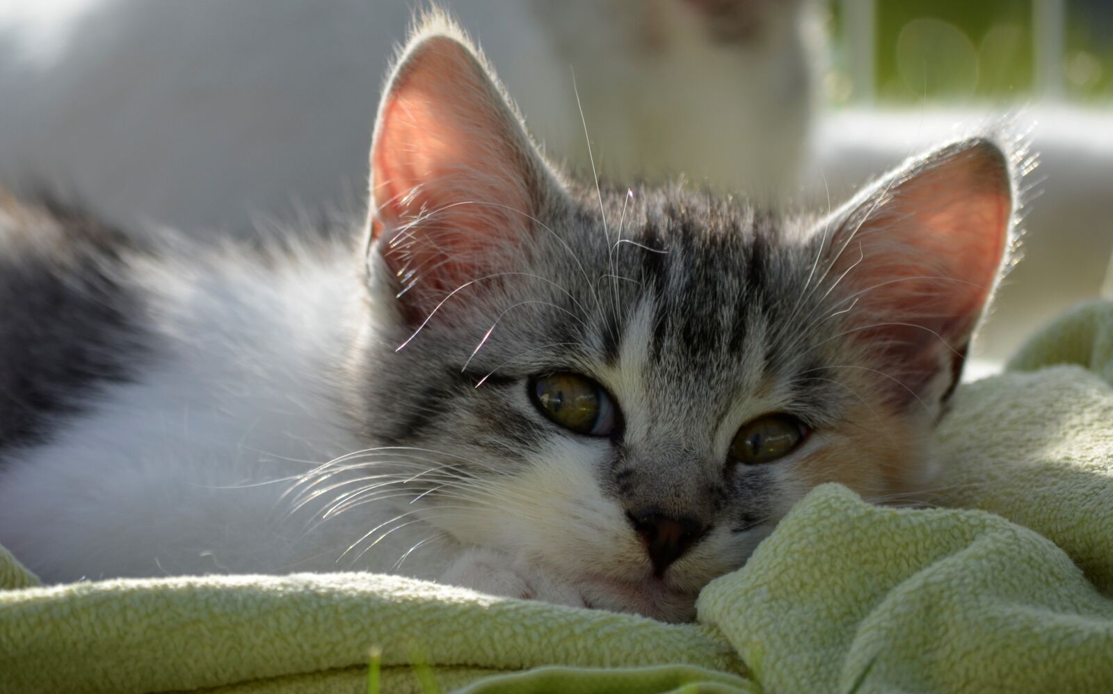 Nikon D5100 sample photo. Love, sleep, tired photography