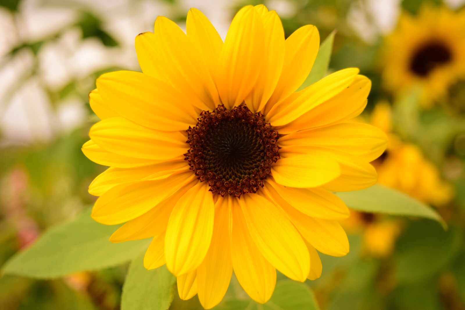 Nikon D3300 sample photo. Sunflower, small, blossom photography