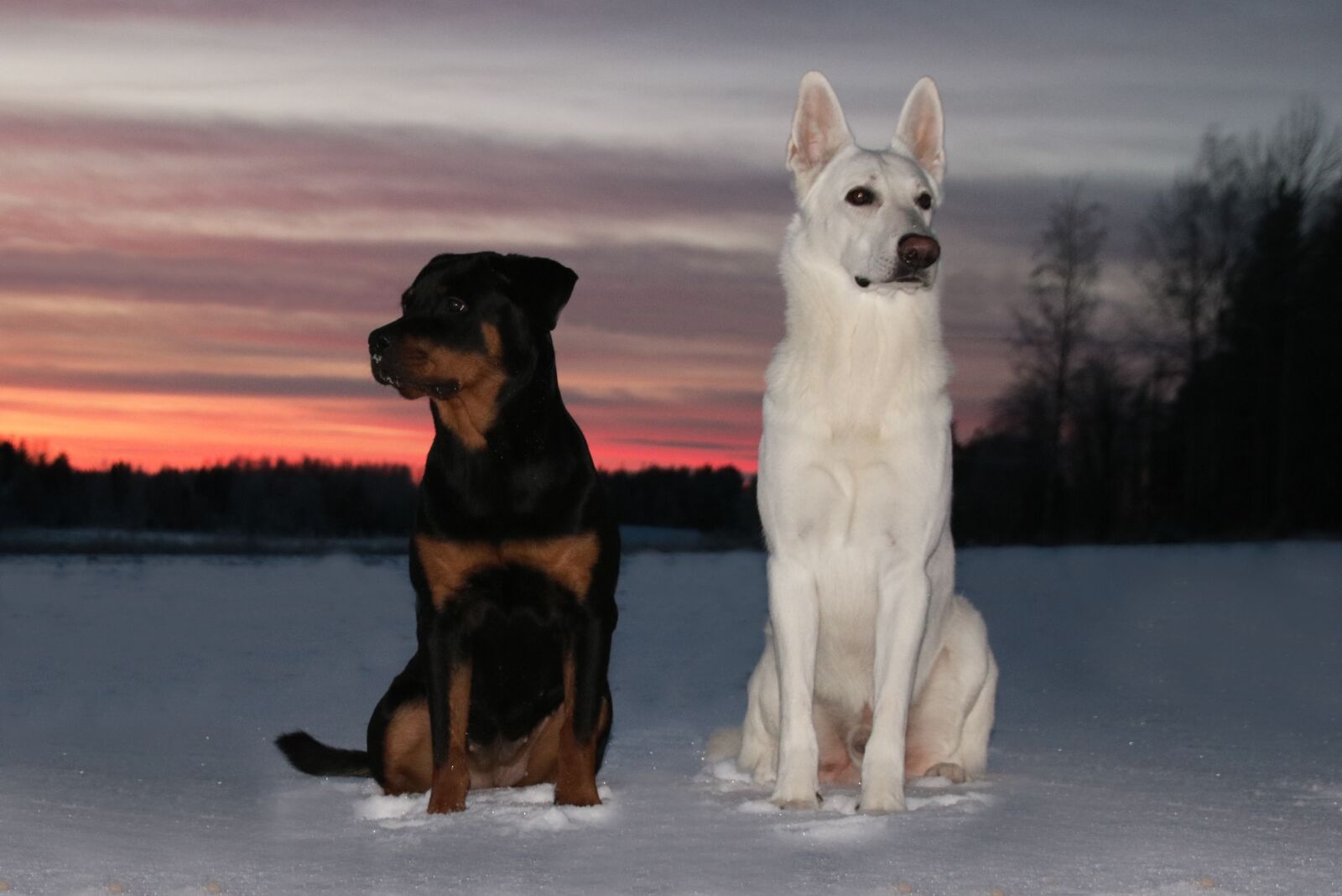 Canon EOS 750D (EOS Rebel T6i / EOS Kiss X8i) sample photo. White shepherd dog, dog photography