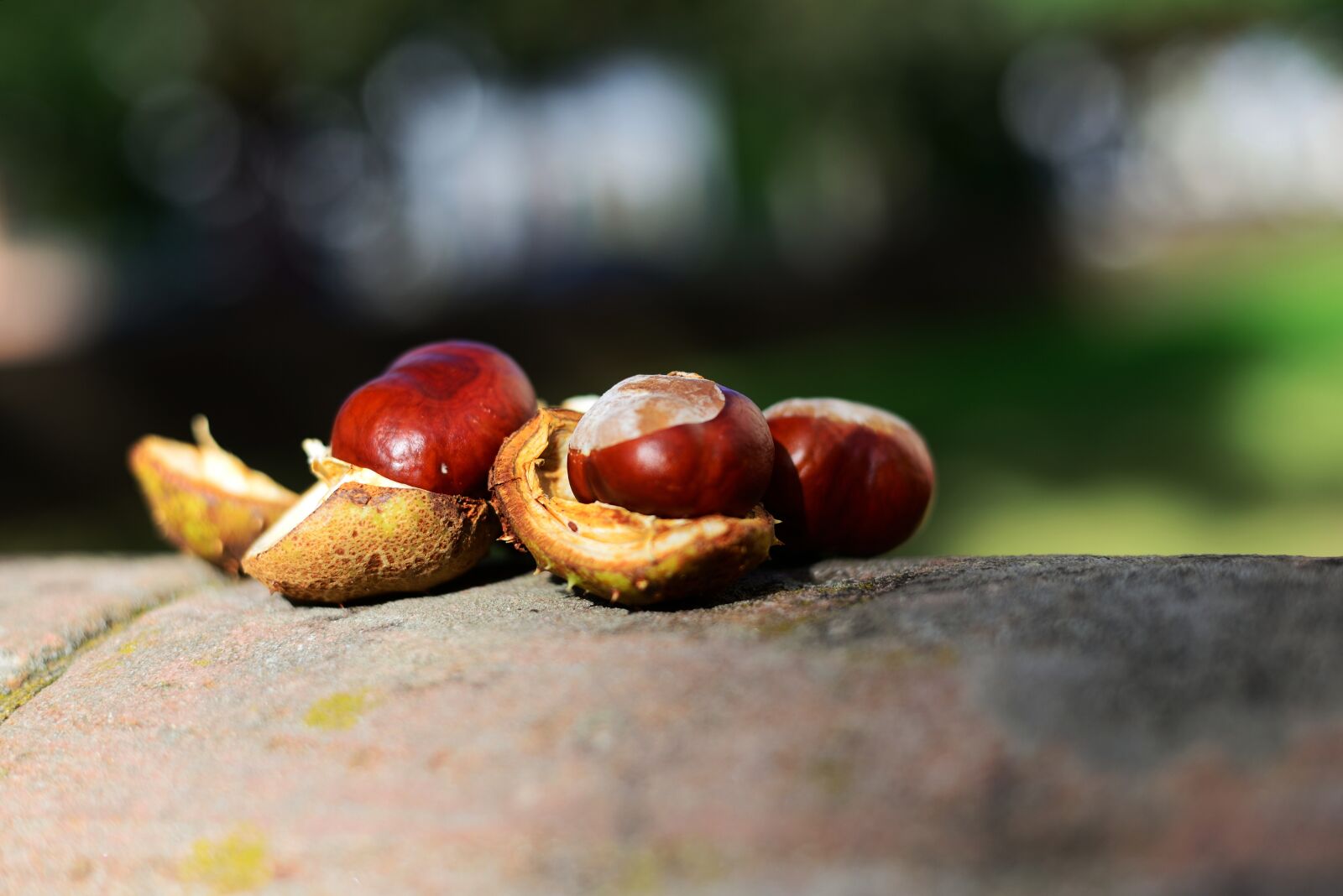 Nikon D610 sample photo. Chestnut, prickly, autumn photography