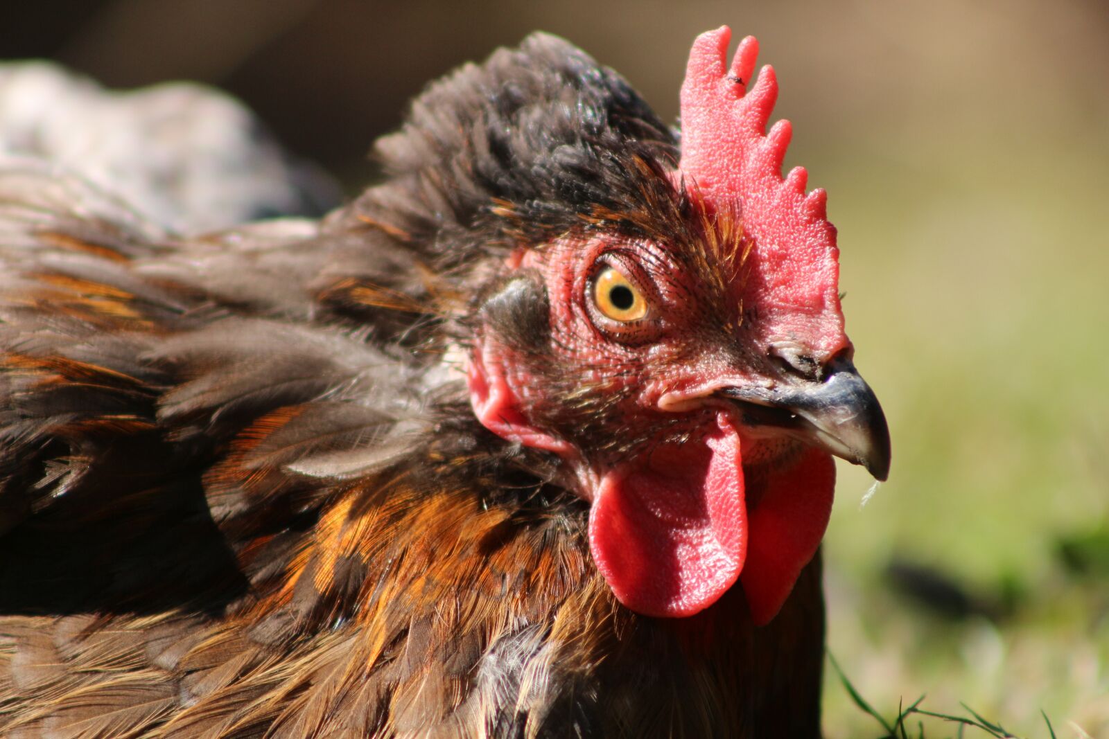 Canon EF75-300mm f/4-5.6 sample photo. Chicken, hen, poultry photography