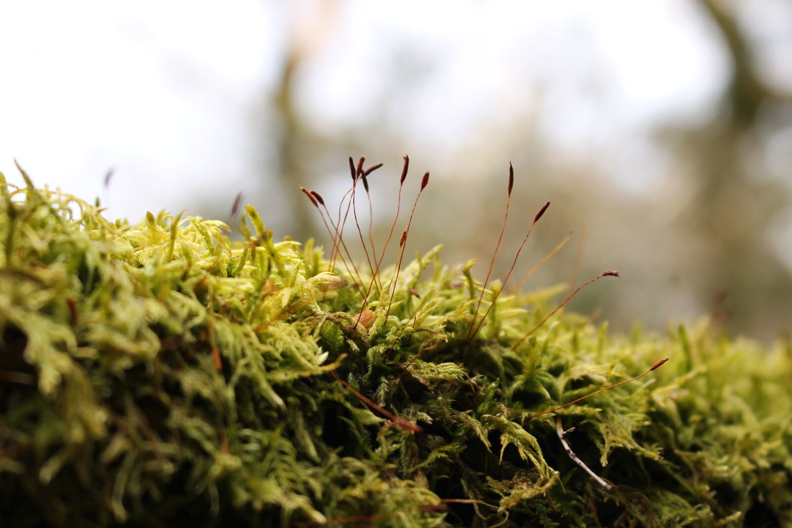 Canon EOS 100D (EOS Rebel SL1 / EOS Kiss X7) + Canon EF-S 18-55mm F3.5-5.6 IS STM sample photo. Moss, japan, green photography