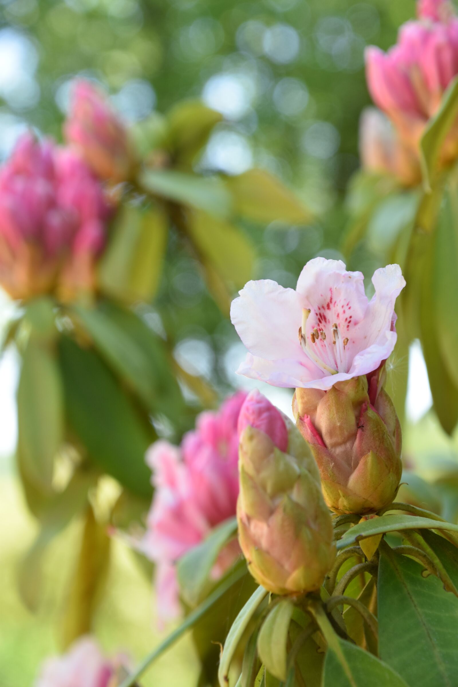 Nikon D5600 sample photo. Flower, flowering, spring photography
