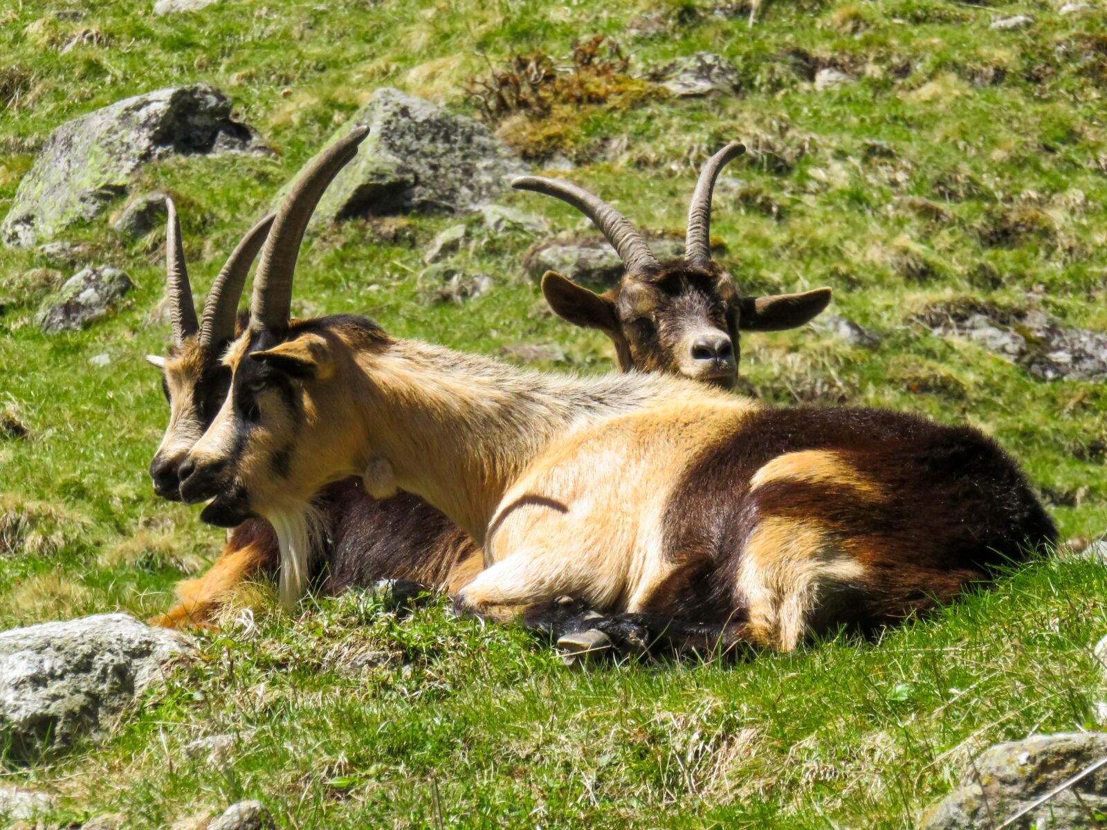Canon PowerShot SX710 HS sample photo. Animal world, goat, mountain photography