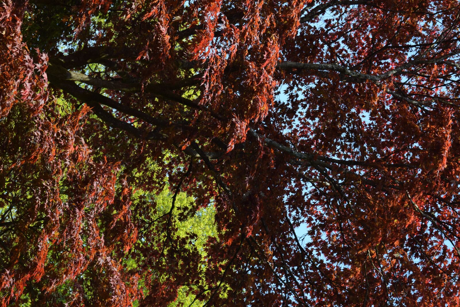 Nikon D5300 sample photo. Trees, autumn, red photography