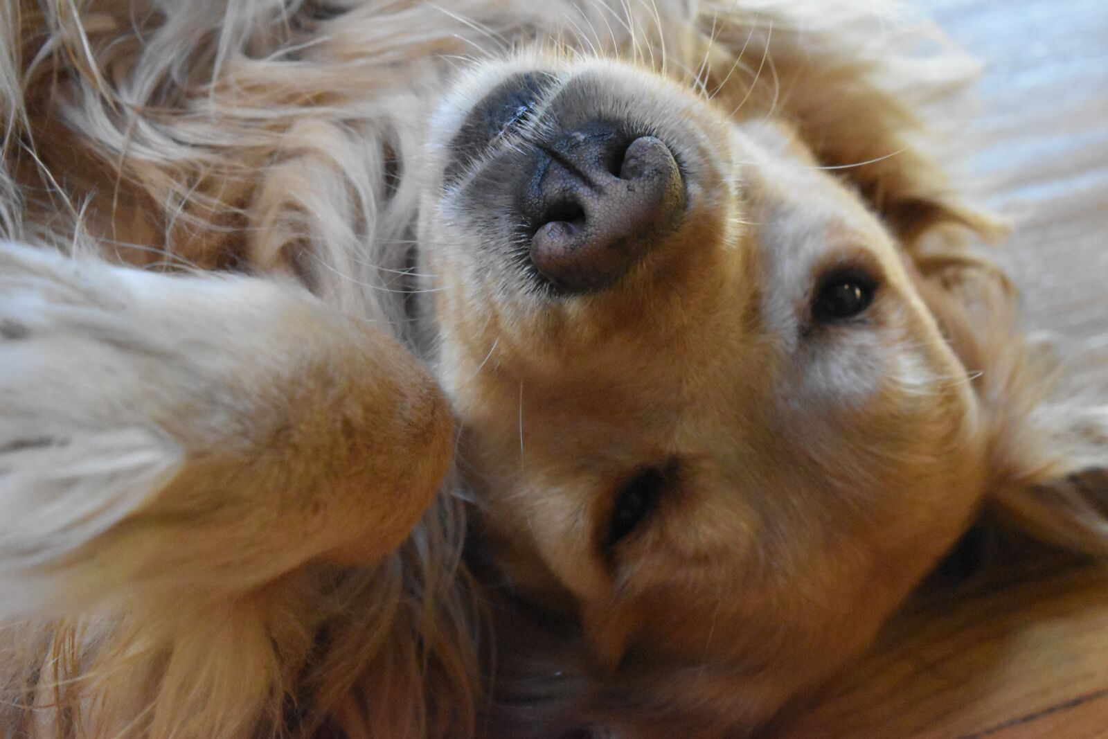 Nikon D3500 sample photo. Dog, cute, puppy photography