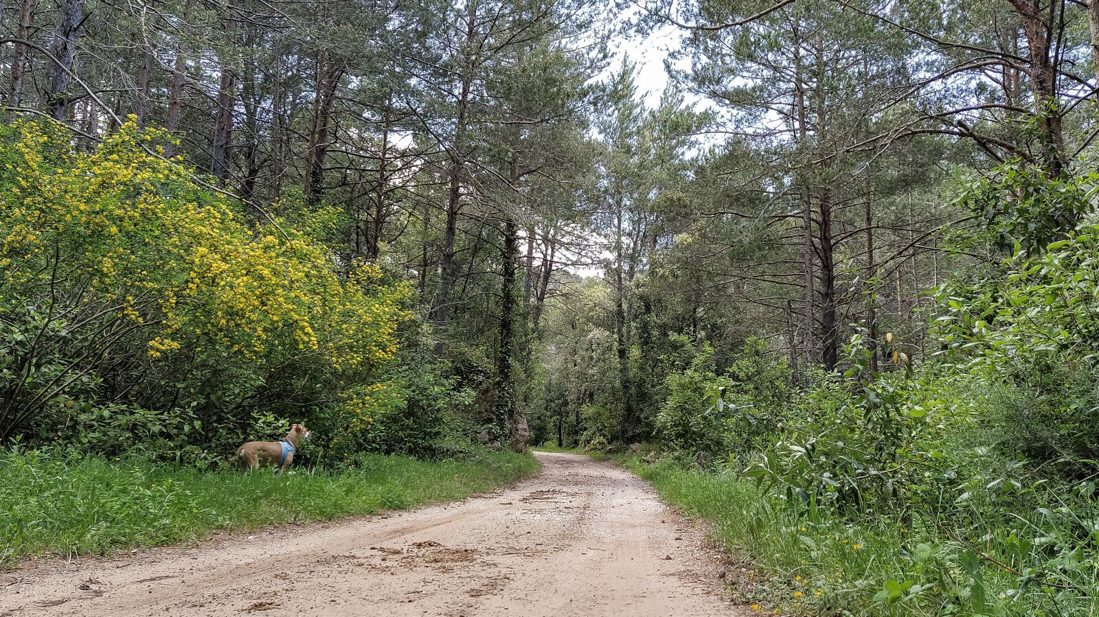Xiaomi Mi A3 sample photo. Field, path, trail photography