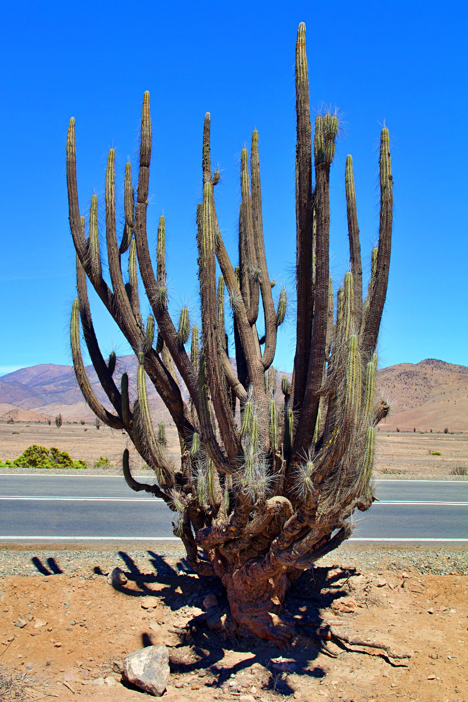 Canon EOS 600D (Rebel EOS T3i / EOS Kiss X5) sample photo. Chile, nature, national park photography