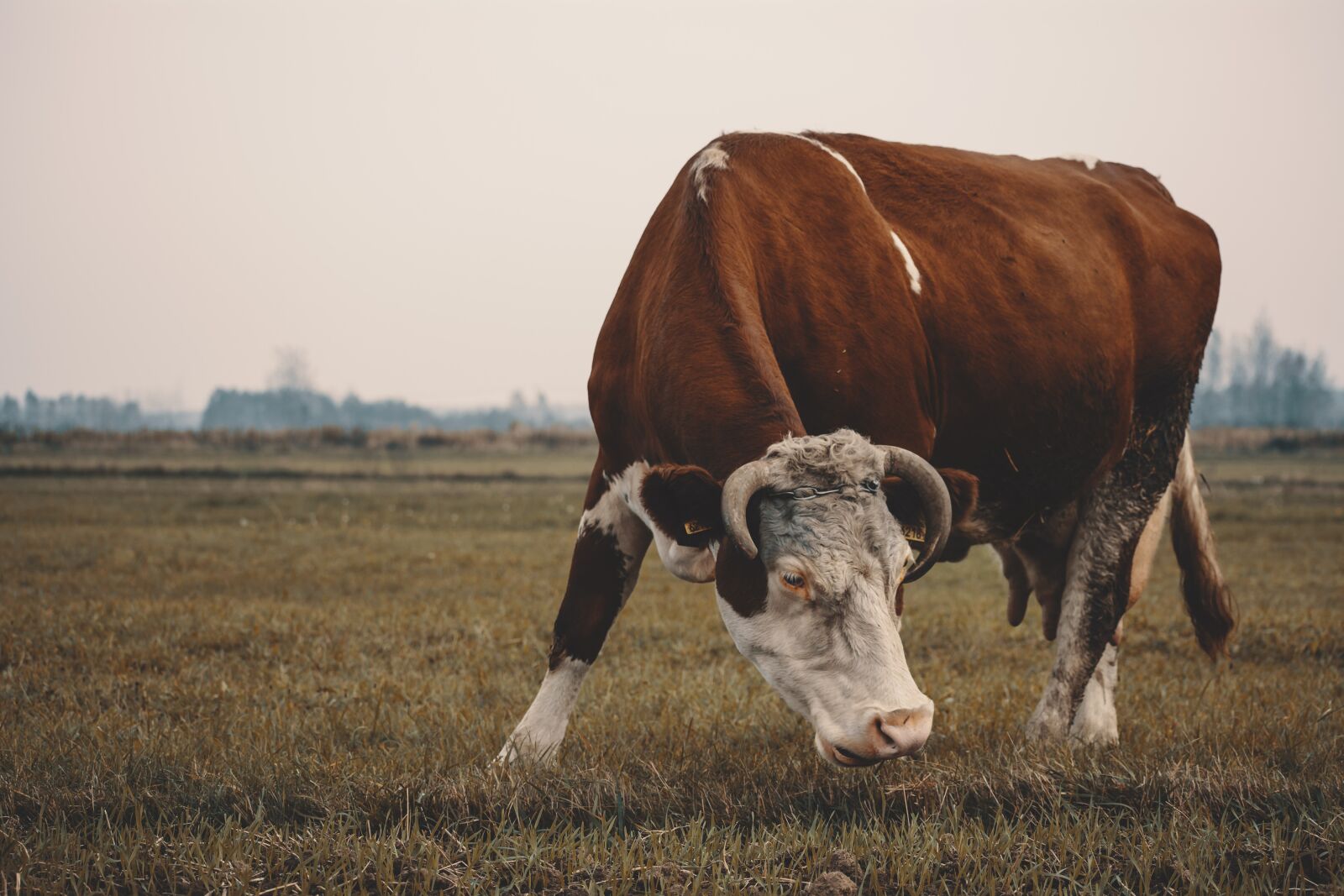 Nikon D7100 sample photo. Cow, fudge, animal photography