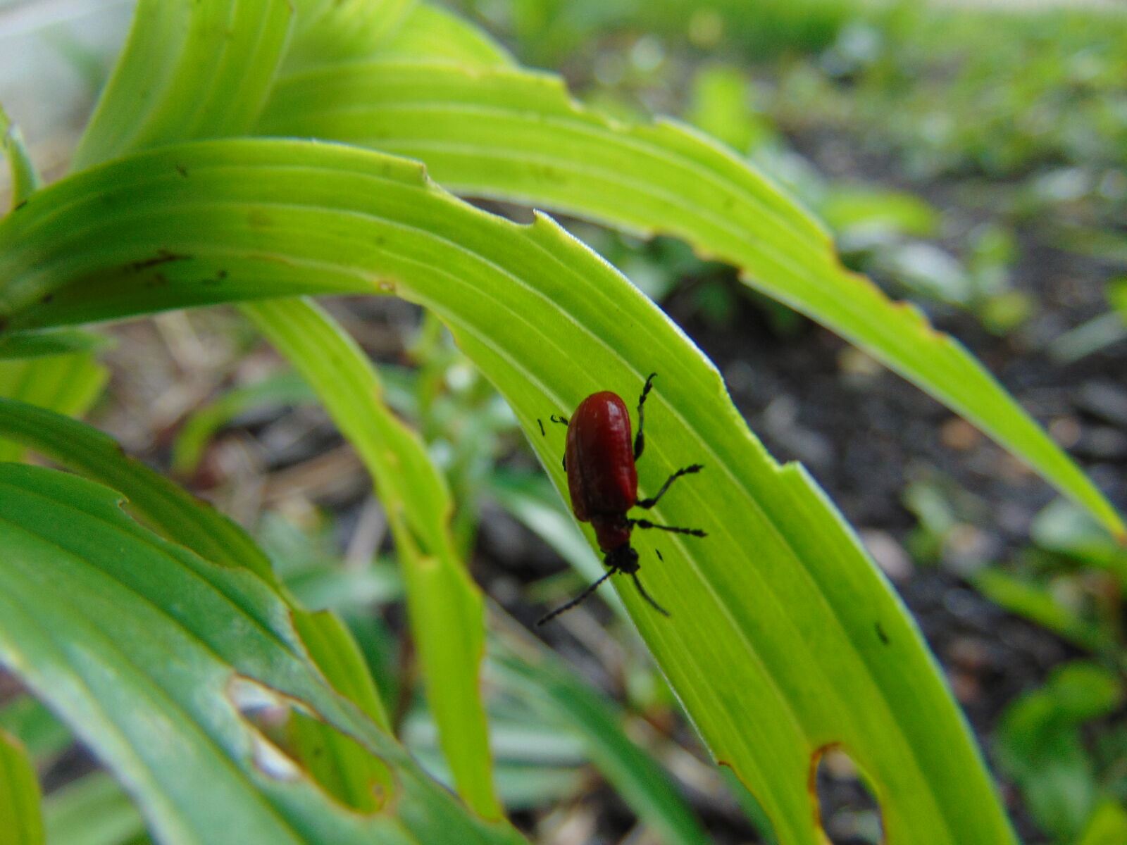 Sony Cyber-shot DSC-H300 sample photo. Beetle, bug, green, insect photography
