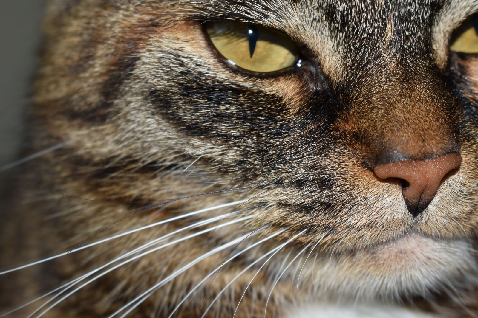 Nikon D5500 sample photo. Cat, animal, pet photography