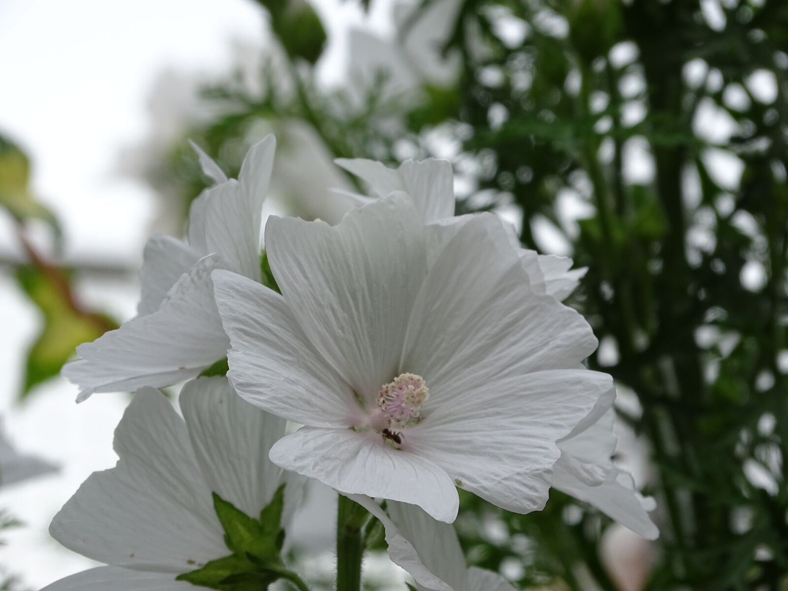 Sony Cyber-shot DSC-HX400V sample photo. Mallow, musk mallow, flower photography