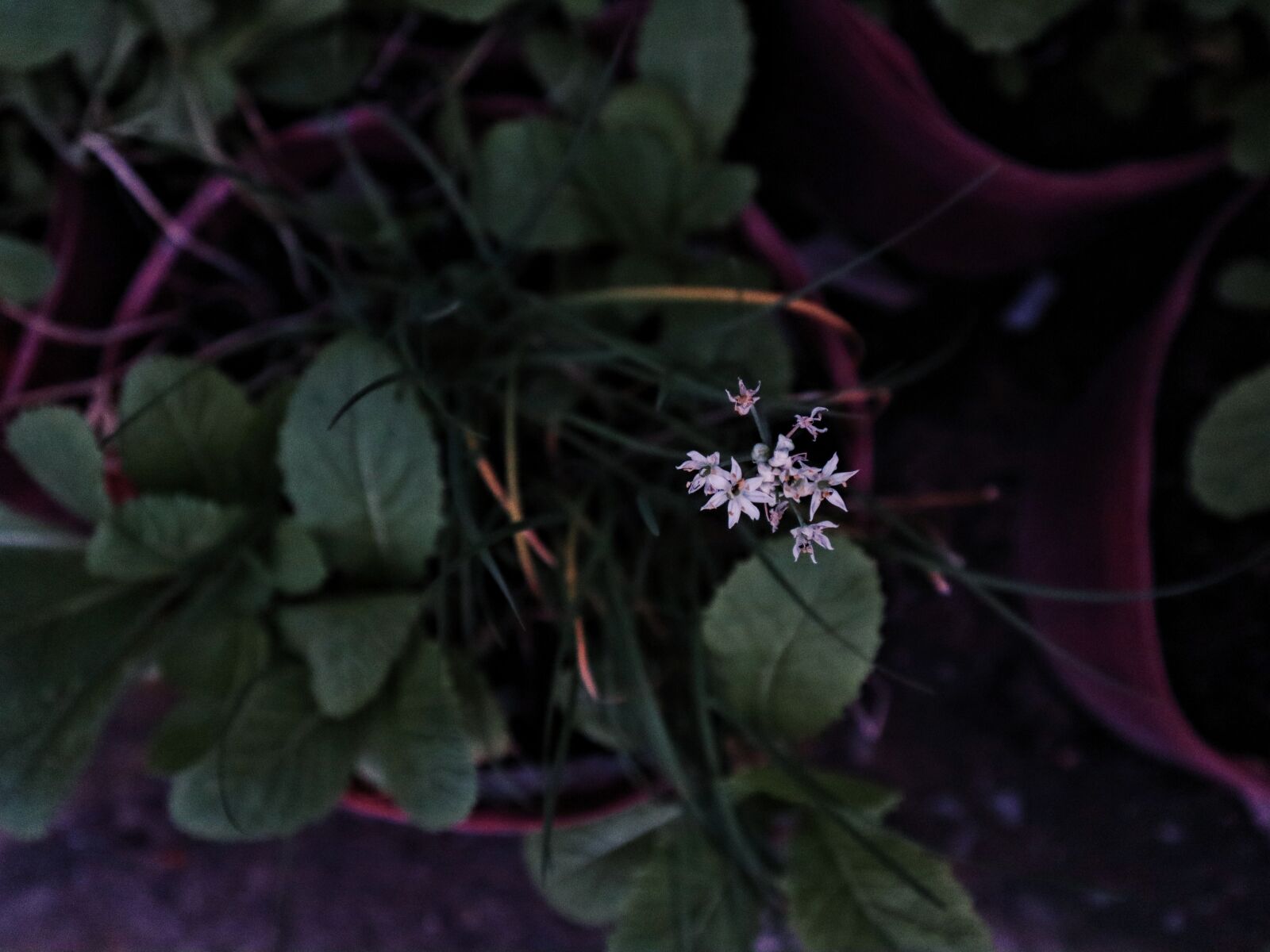 Canon EOS M50 (EOS Kiss M) sample photo. Flower, bloomy, grass photography