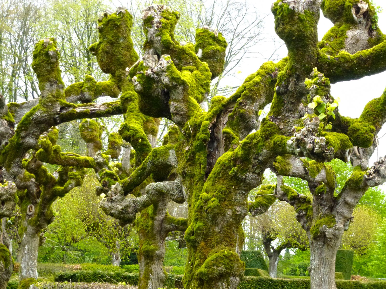 Panasonic Lumix DMC-ZS10 (Lumix DMC-TZ20 / Lumix DMC-TZ22) sample photo. Linden, foam, tree photography