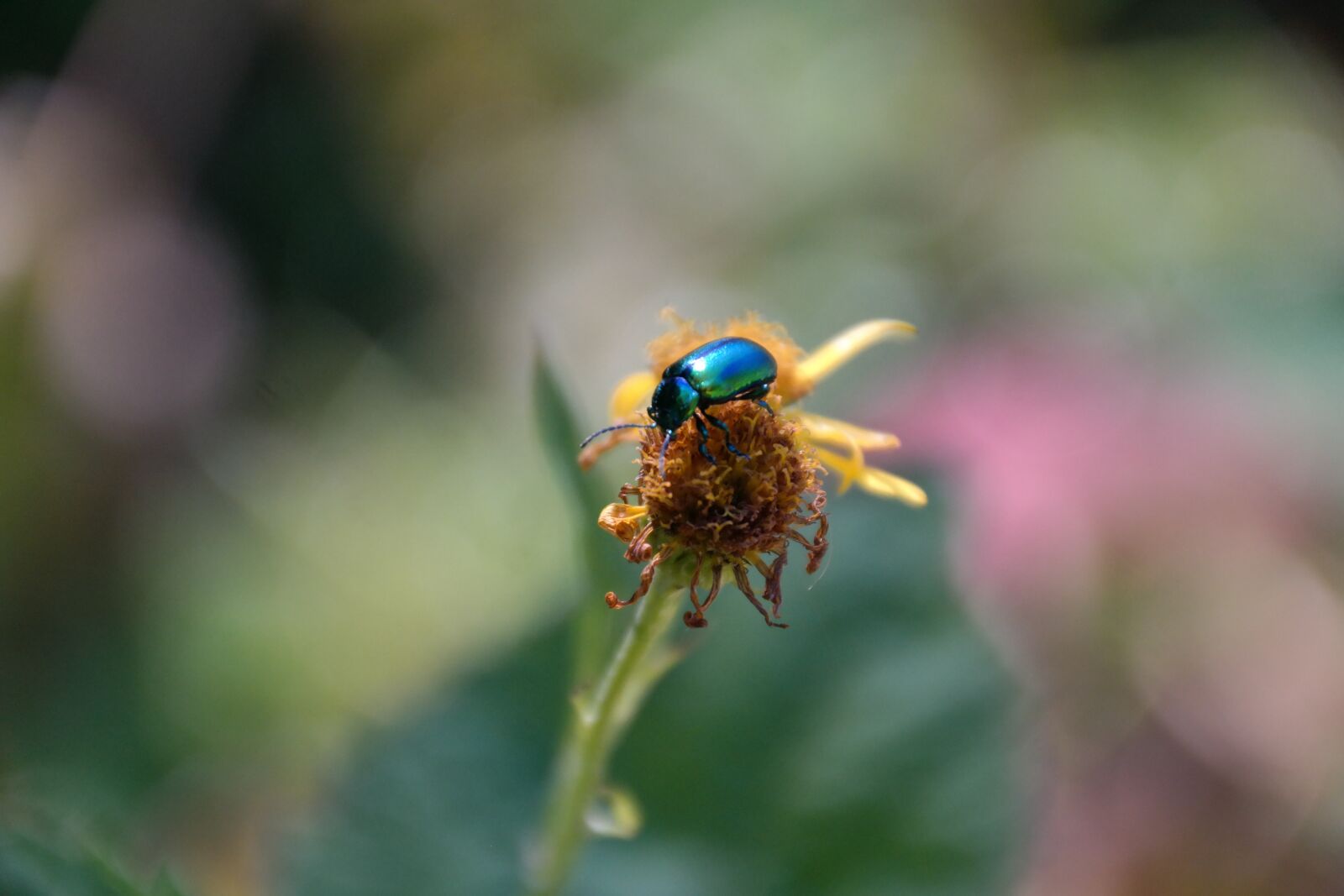 Samsung NX300 sample photo. Beetle, insect, nature photography