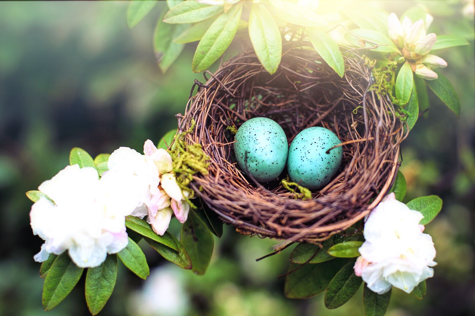 Canon EF 50mm F1.4 USM sample photo. Nest, robin nest, pink photography