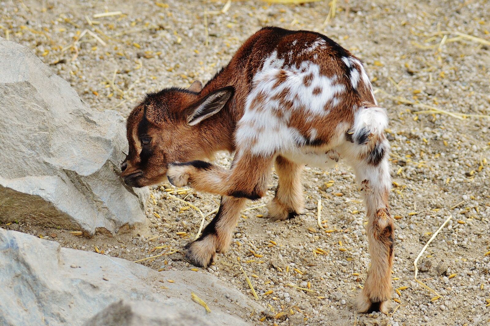 Nikon D3200 sample photo. Goat, wildpark poing, young photography