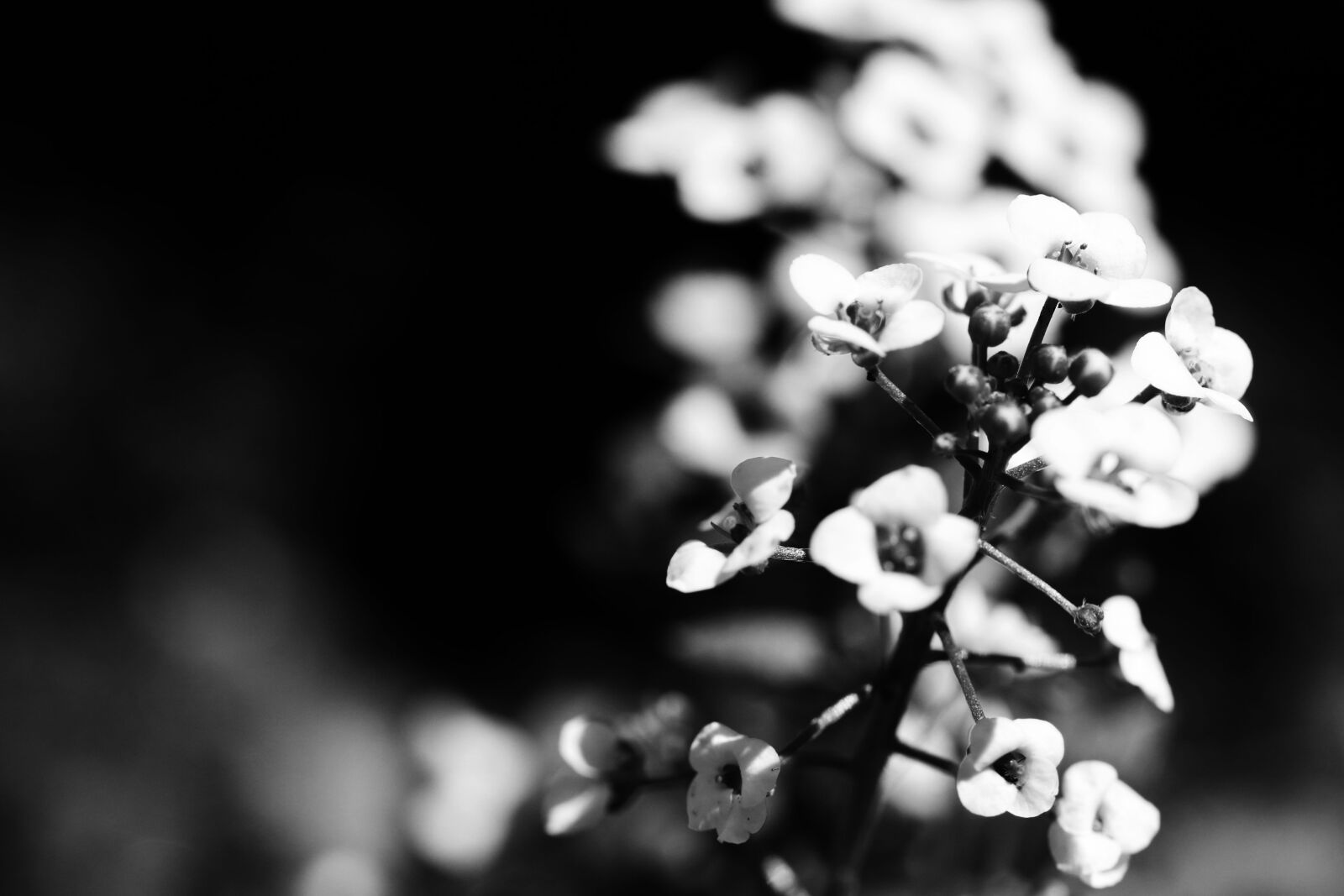 Canon EOS 7D Mark II sample photo. Flower, garden, summer flower photography