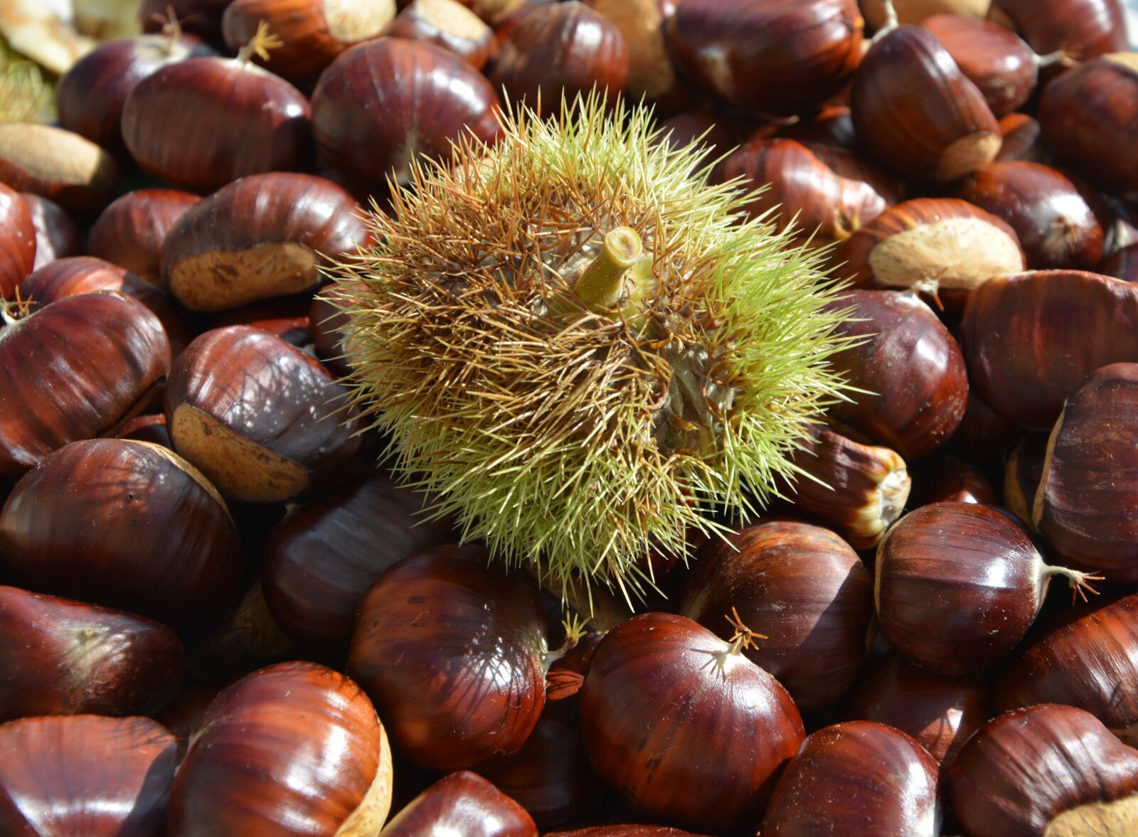 Nikon D5200 sample photo. Chestnuts, bug, bug thorny photography