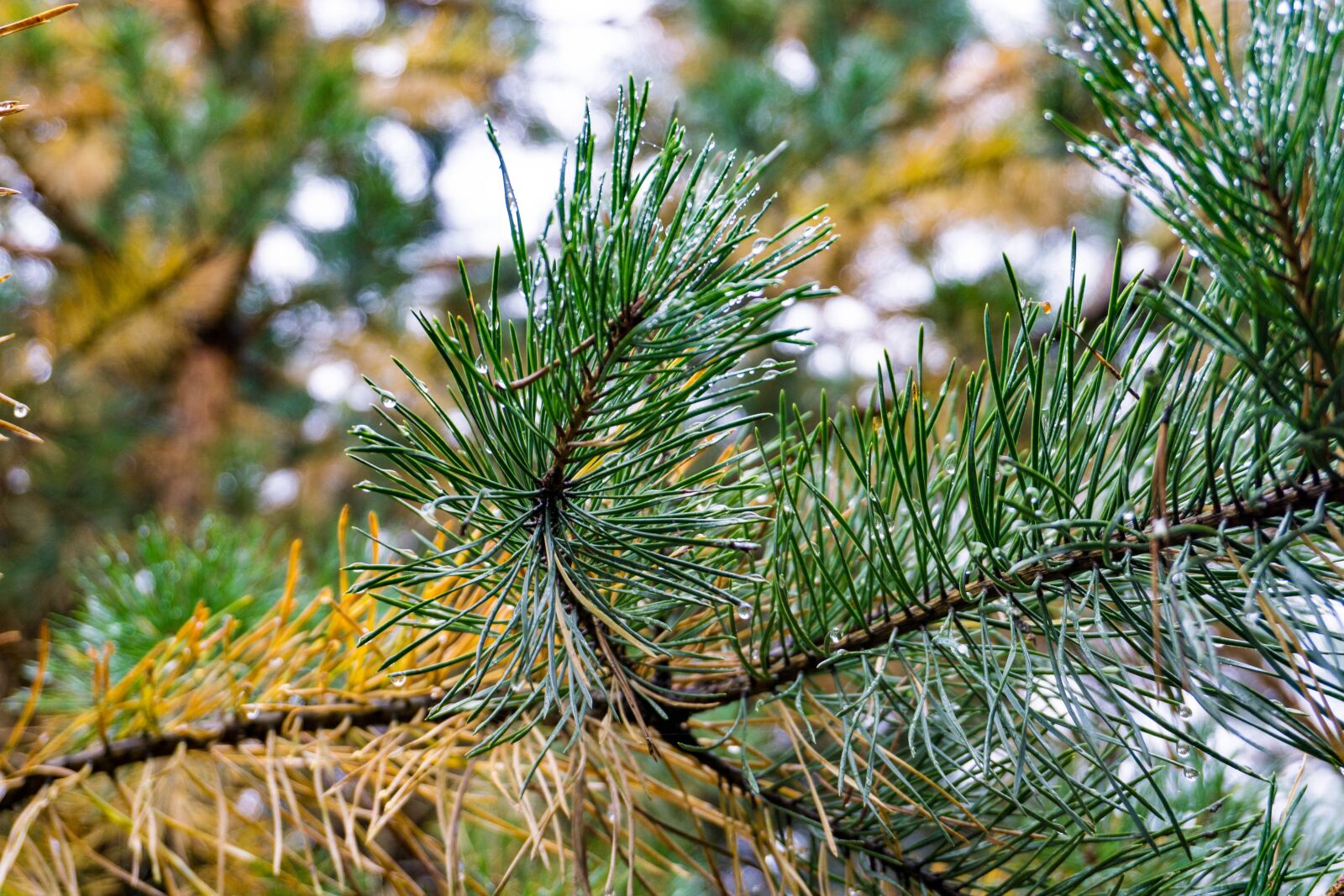 Sony E 16-50mm F3.5-5.6 PZ OSS sample photo. Autumn, paint, forest photography