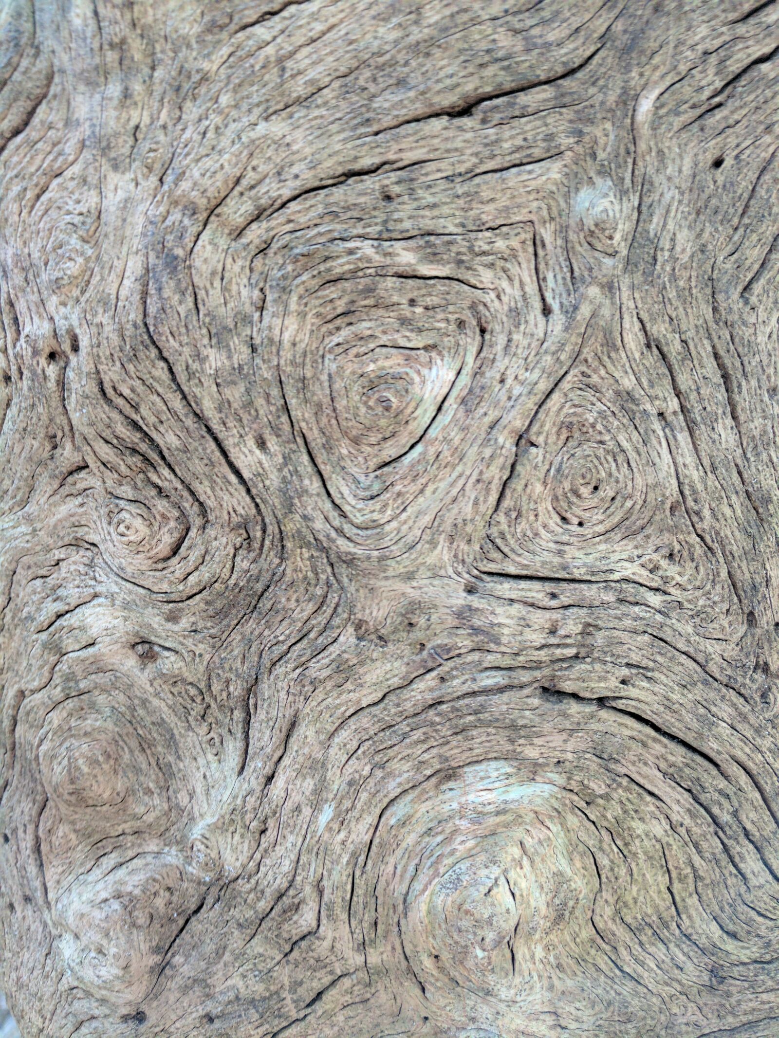 Google Pixel sample photo. Driftwood, wood photography