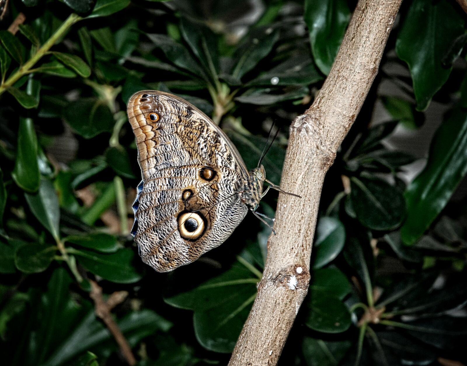 Nikon D80 sample photo. Caligo, eurilochus, butterfly photography